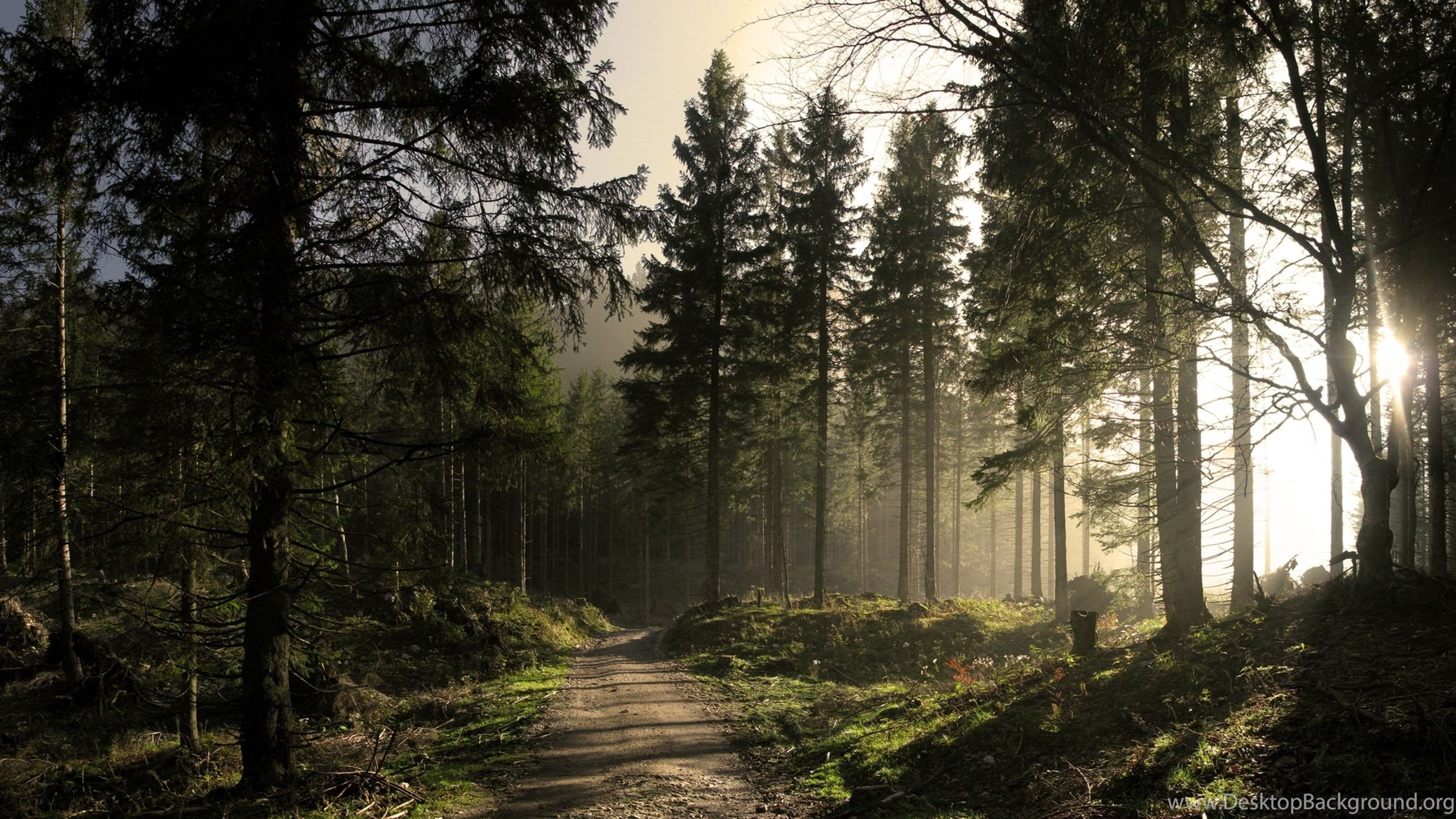 Black Forest Wallpaper Desktop Background