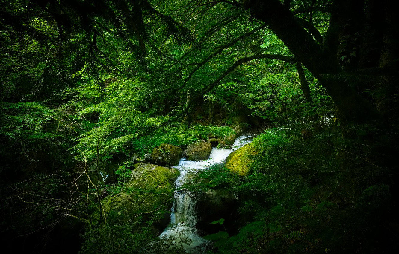Wallpaper forest, trees, Germany, river, The black forest image for desktop, section природа