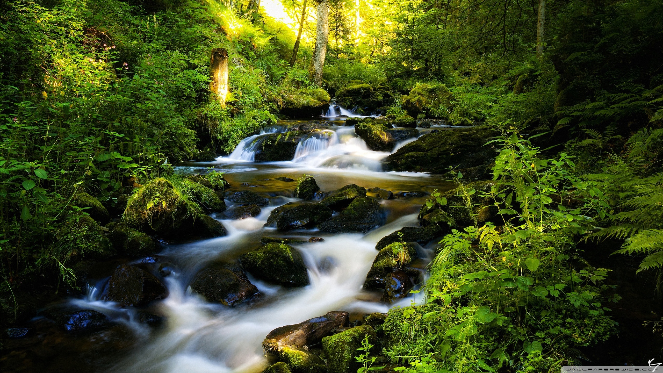 Black Forest, Germany Ultra HD Desktop Background Wallpaper for 4K UHD TV, Multi Display, Dual Monitor