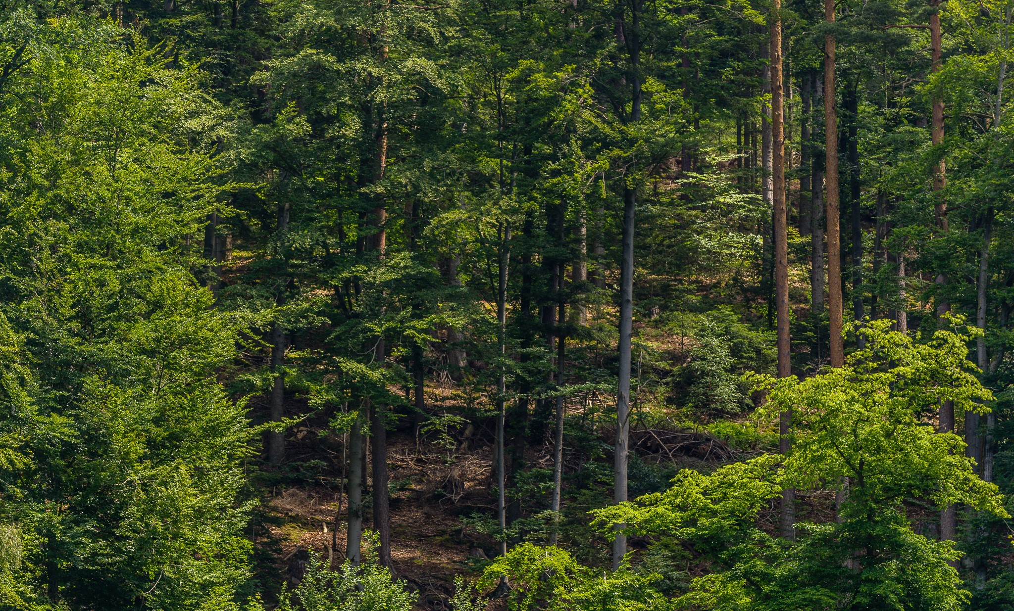 Schwarzwald, Forests, Trees. Mocah HD Wallpaper