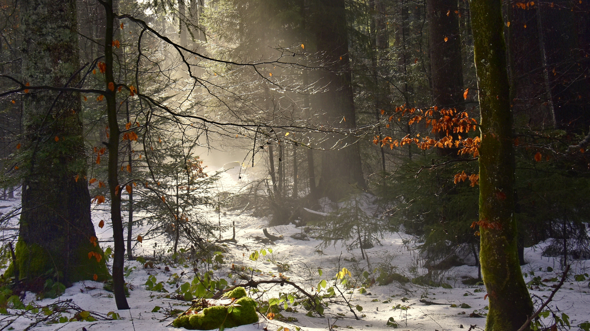 Wallpaper, Germany, blackforest, schwarzwald, winter, beam, sunrise, trees, snow, forest, stone, leave, wood, Wald 2000x1125