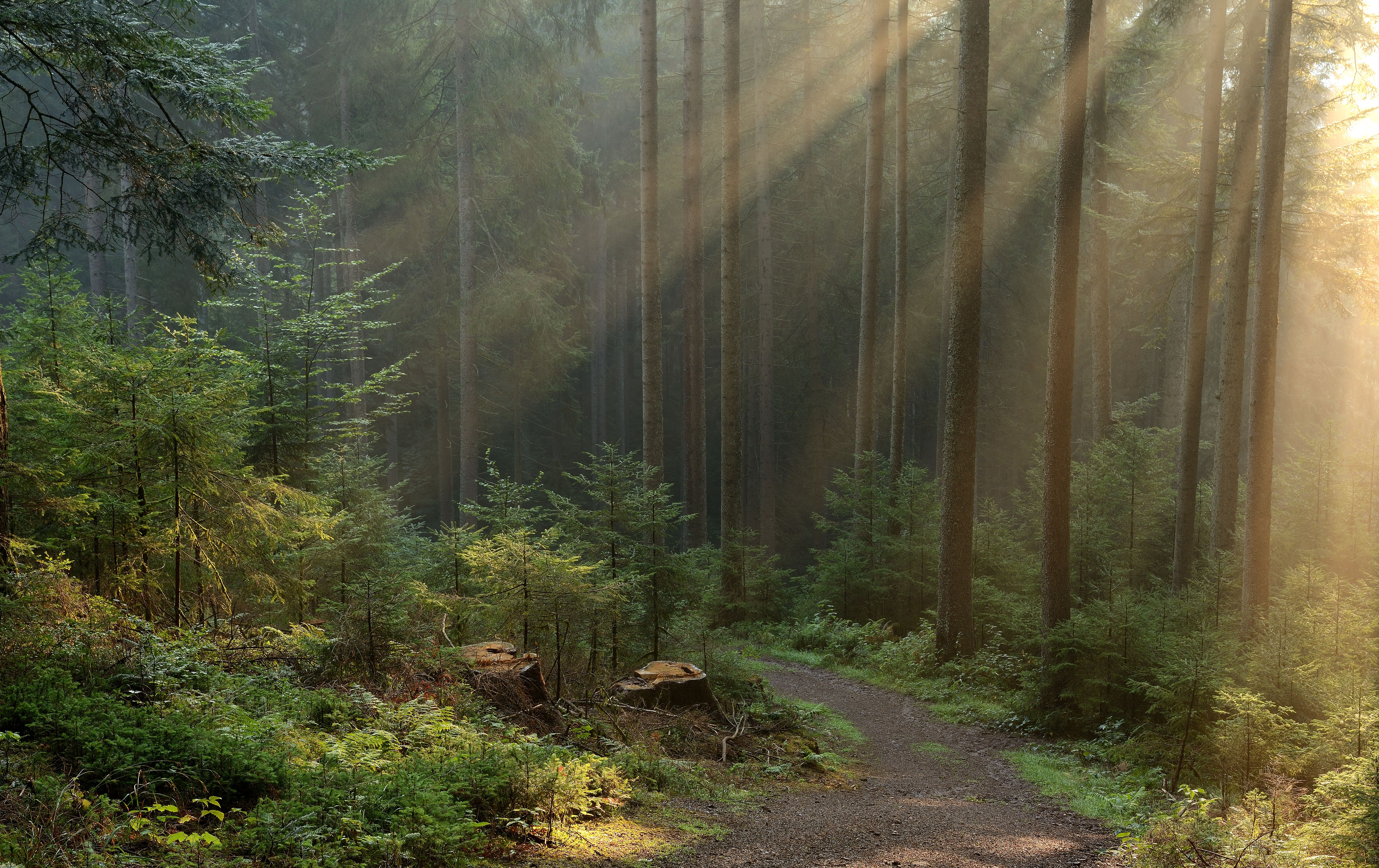 Path 4k Ultra HD Wallpaper