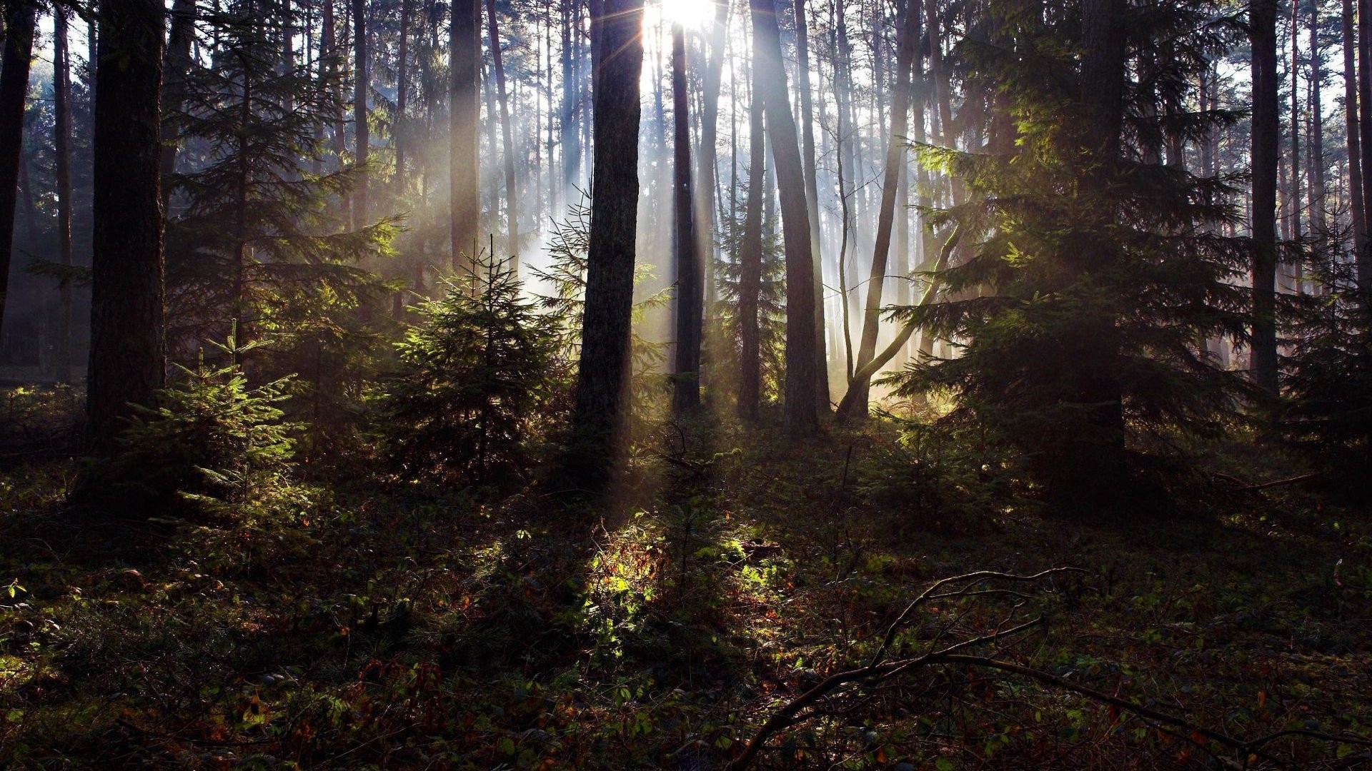 The Black Forest