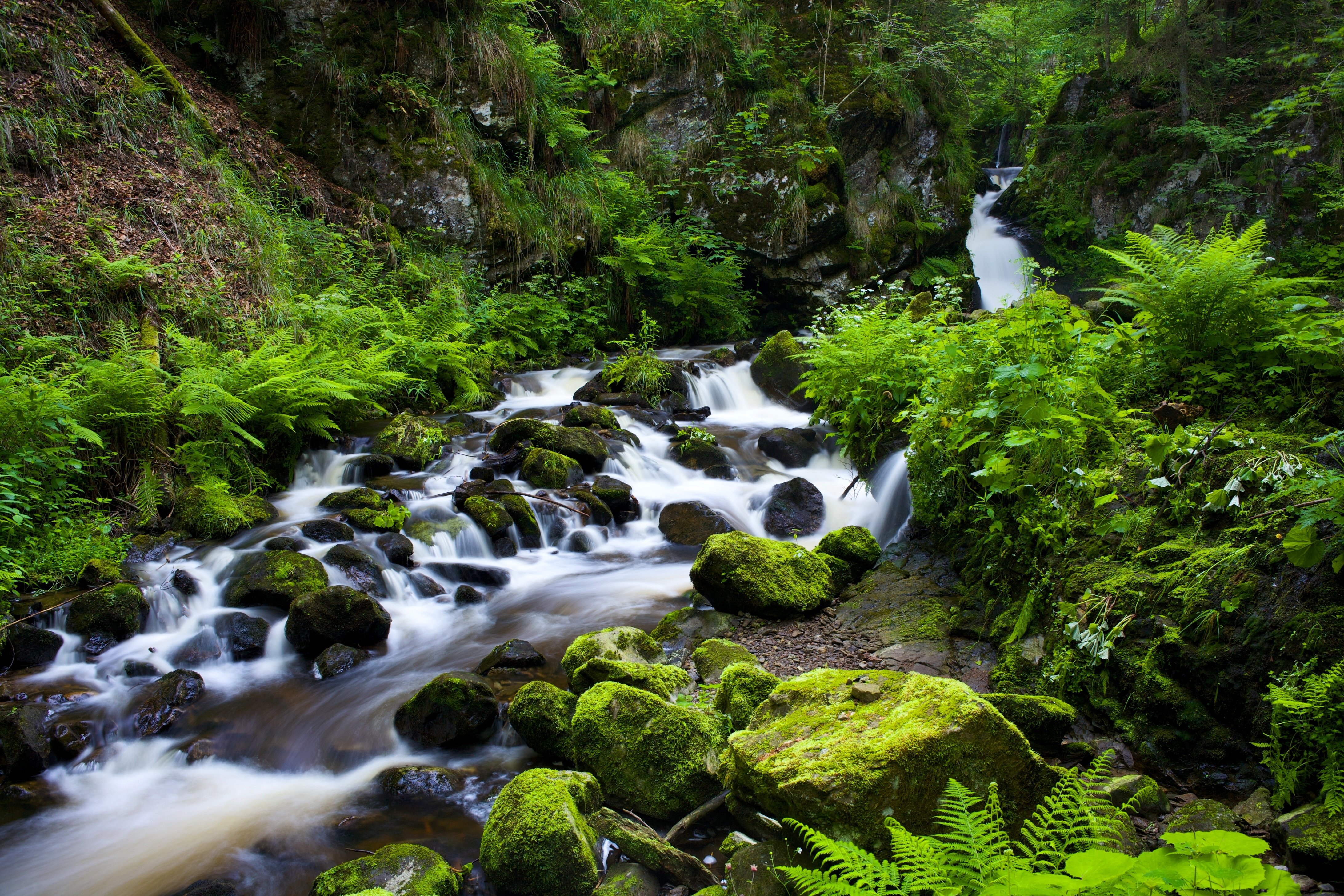 Black Forest Germany Wallpaper