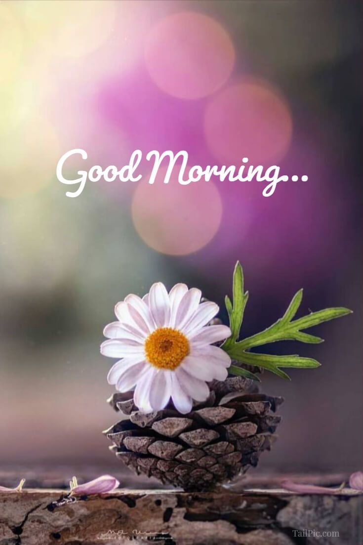 Get up early in the morning and don't forget to say thank you to God for giving you another day! Good. Good morning flowers, Morning quotes, Good morning quotes
