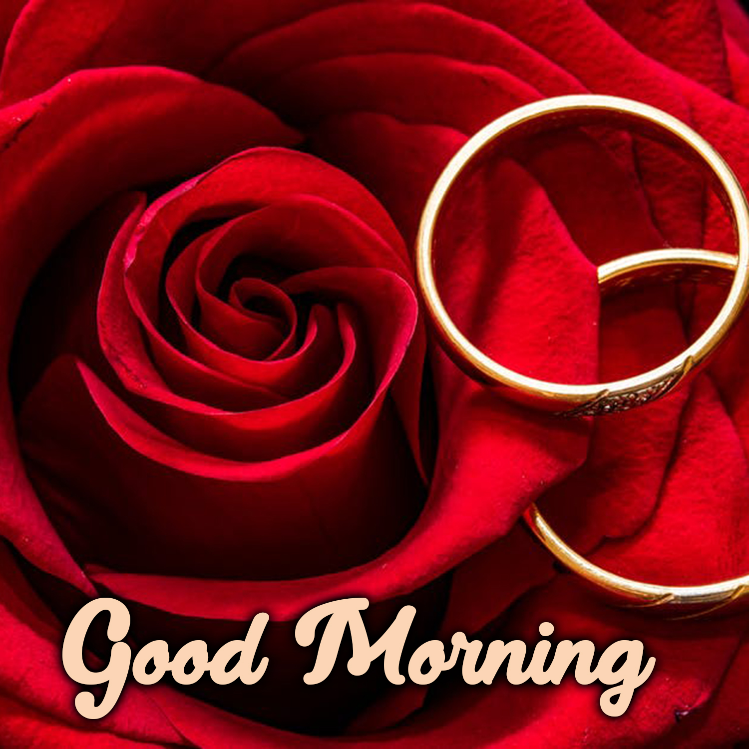 Share stunning Good Morning flowers Image with your partner Morning Image, Quotes, Wishes, Messages, greetings & eCards