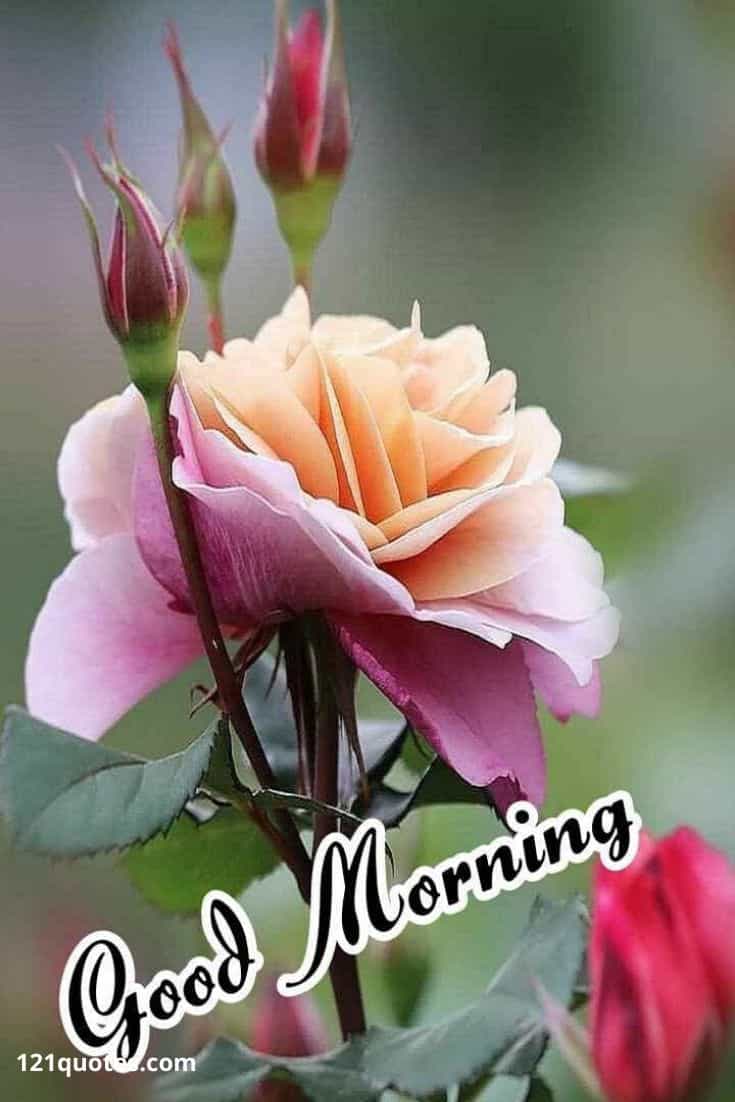 Good Morning Image With Flowers