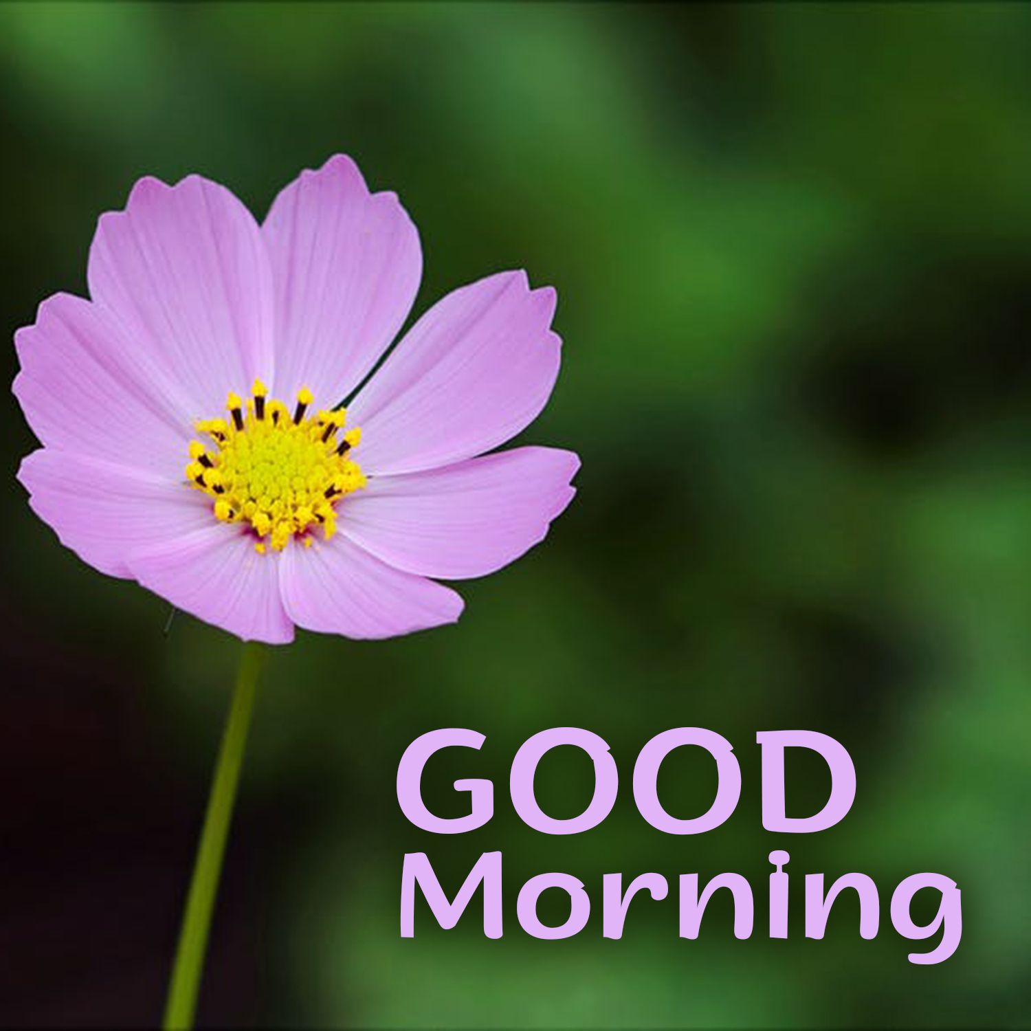 Brighten up the day of your friends with Good Morning flowers Image Morning Image, Quotes, Wishes, Messages, greetings & eCards