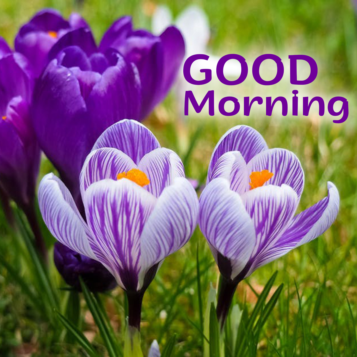 Free and Stunning Good Morning flowers Image for everyone Morning Image, Quotes, Wishes, Messages, greetings & eCards