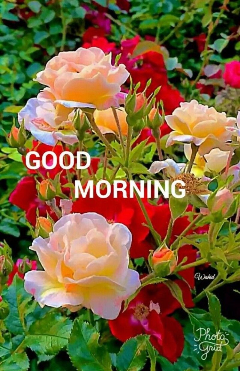 Nice Good Morning Sayings Quotes Picture for Whatsapp 3571301677. Morning flowers, Good morning flowers, Beautiful flowers wallpaper