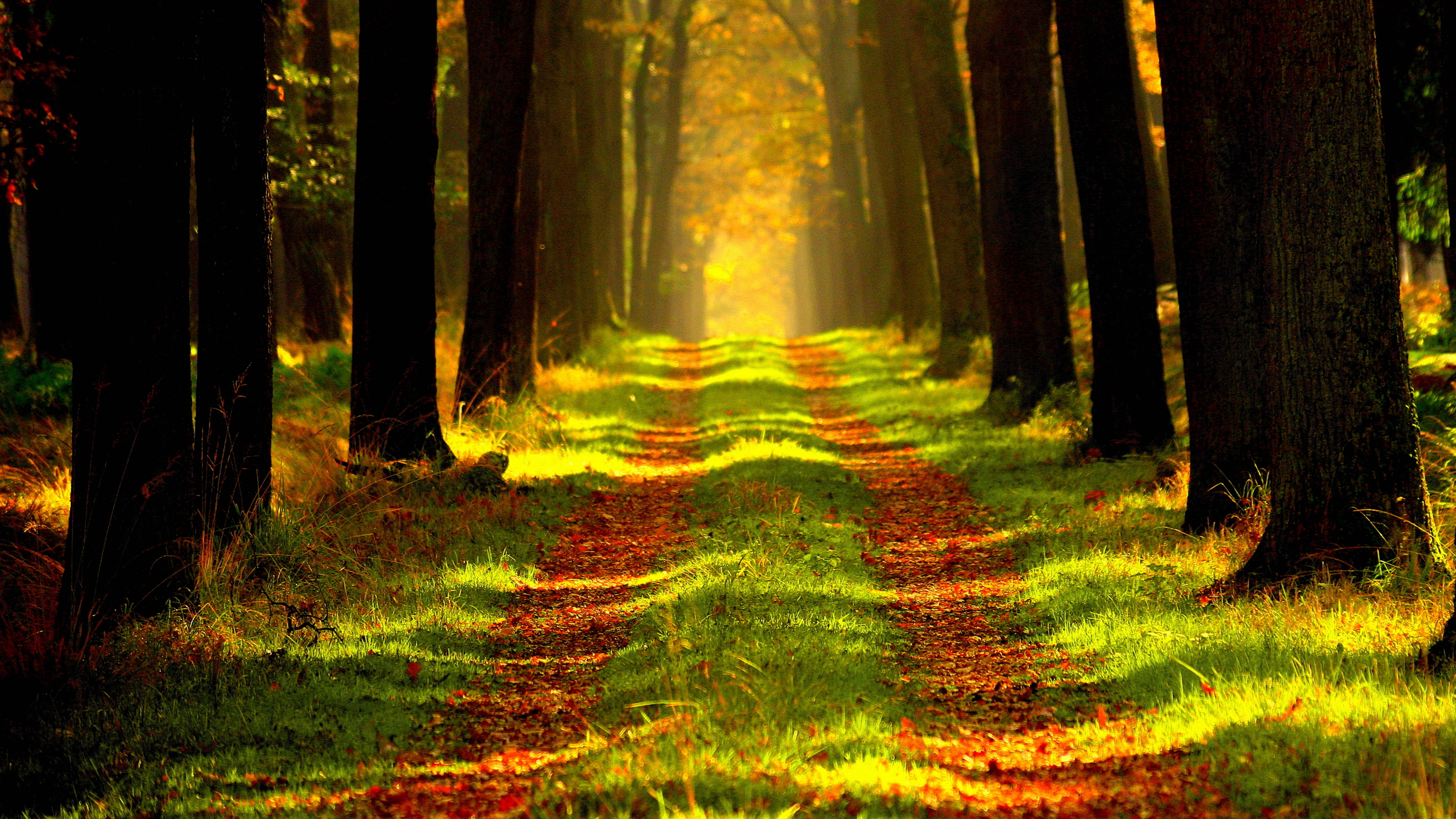 Forest 15k 8k HD 4k Wallpaper, Image, Background, Photo and Picture