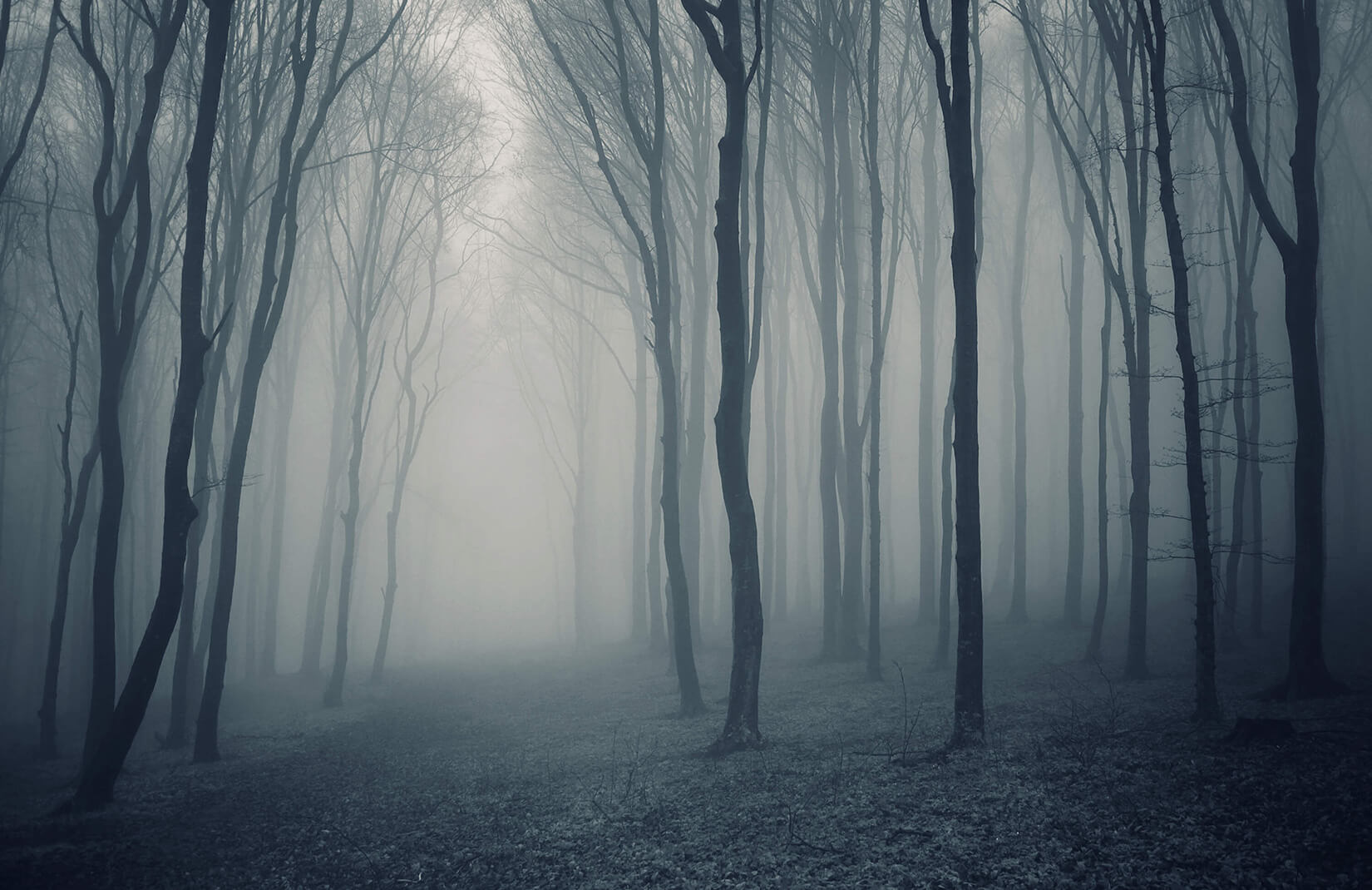 Gray Misty Forest Wallpaper Mural