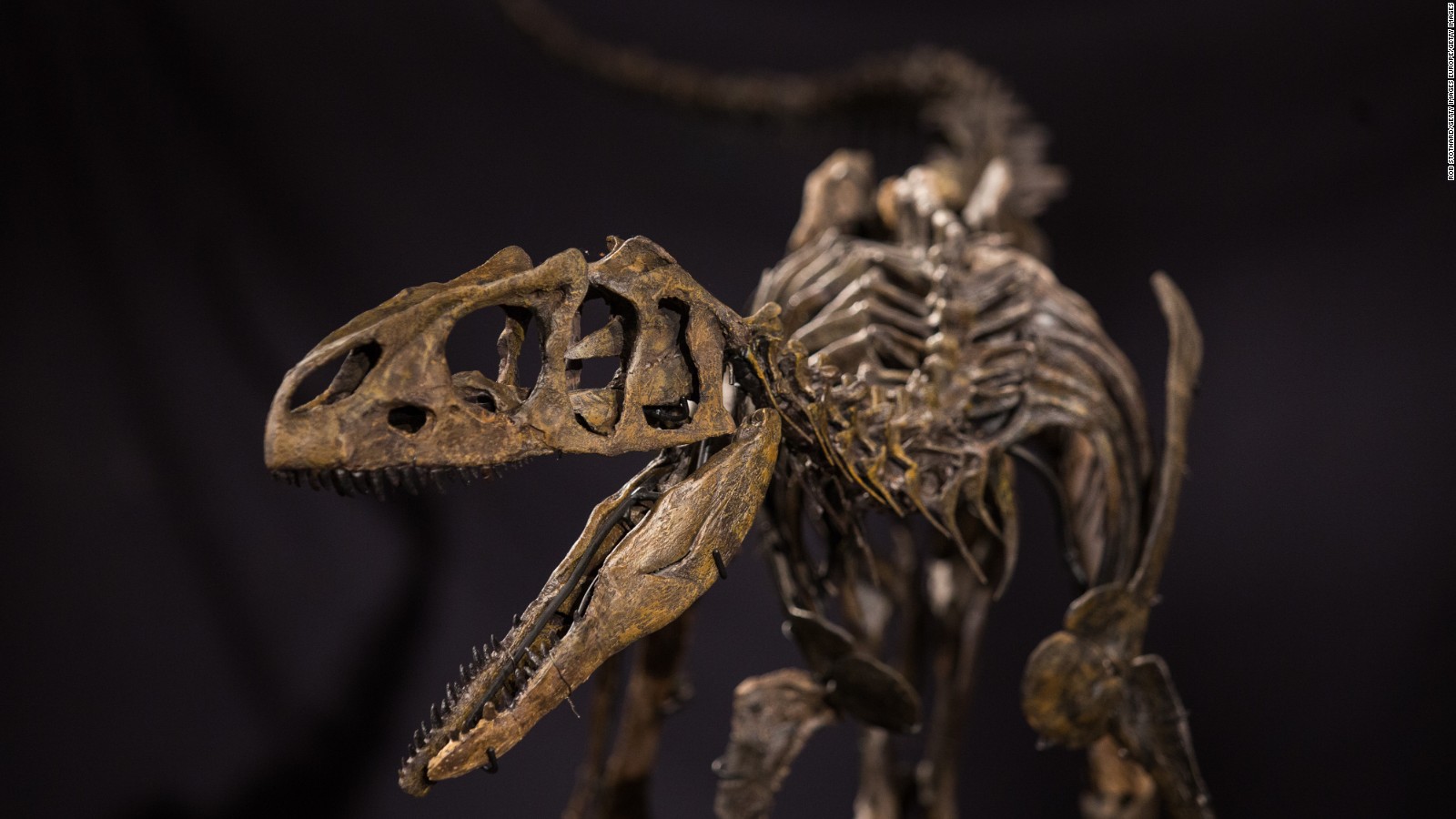 Young Al', the teen allosaurus, goes up