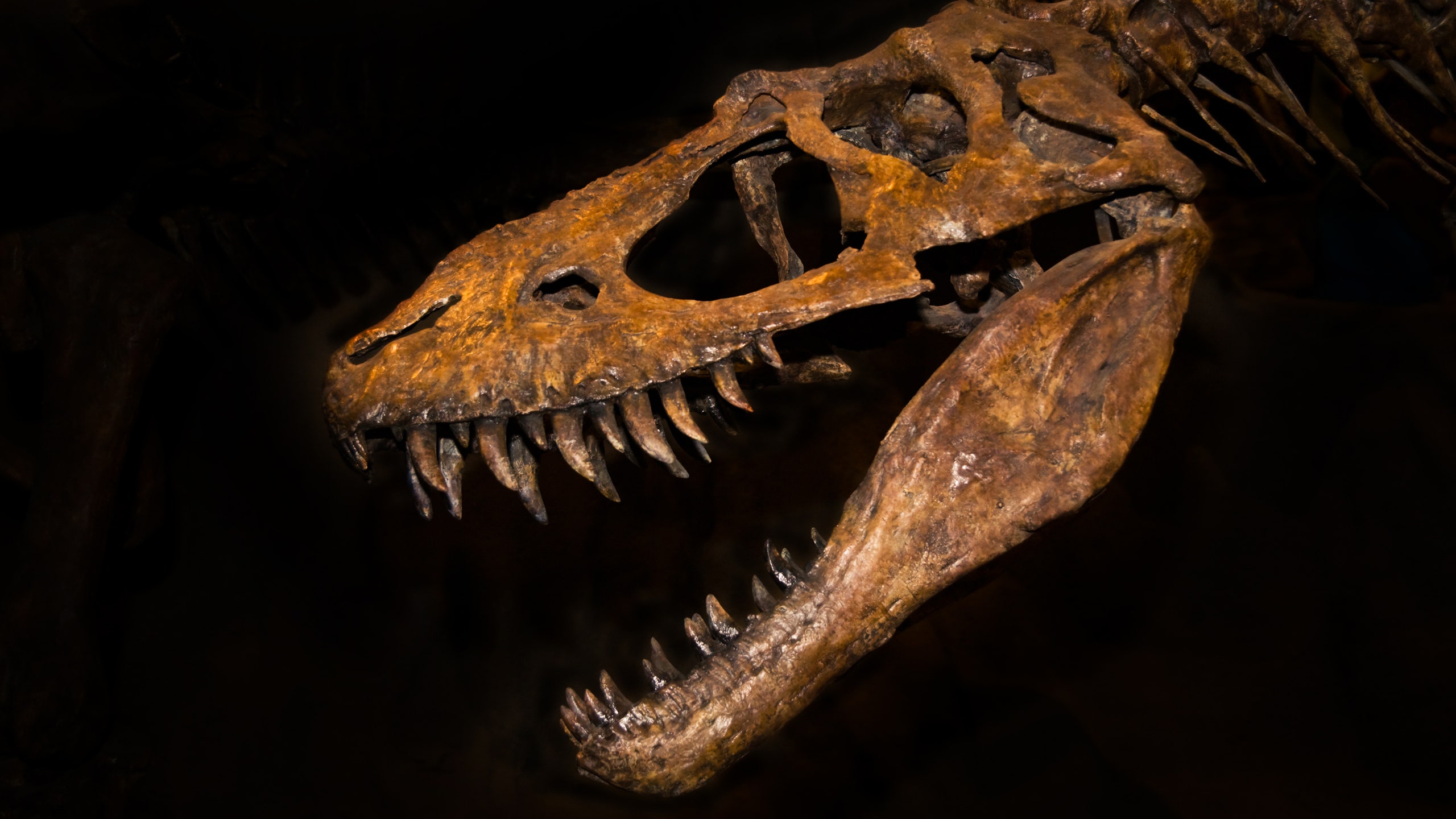 Dinosaur Bones Are the New Hot Item at Auction