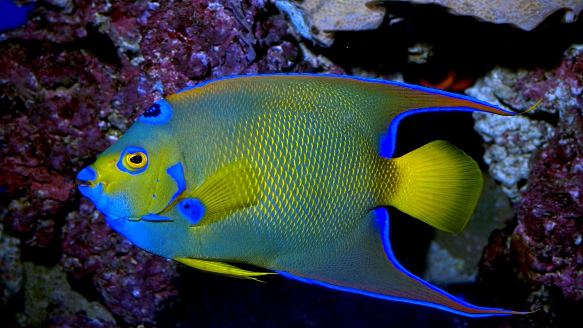 Queen Angelfish Exotic Marine Fish Wallpaper HD For Laptop Mobile Phone, Wallpaper13.com