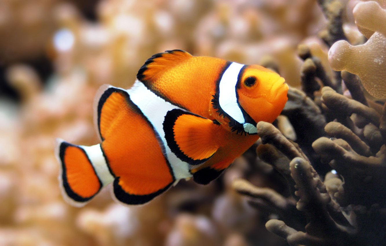 Wallpaper fishing, aquarium, corals, diving, marine fish, clown fish image for desktop, section животные