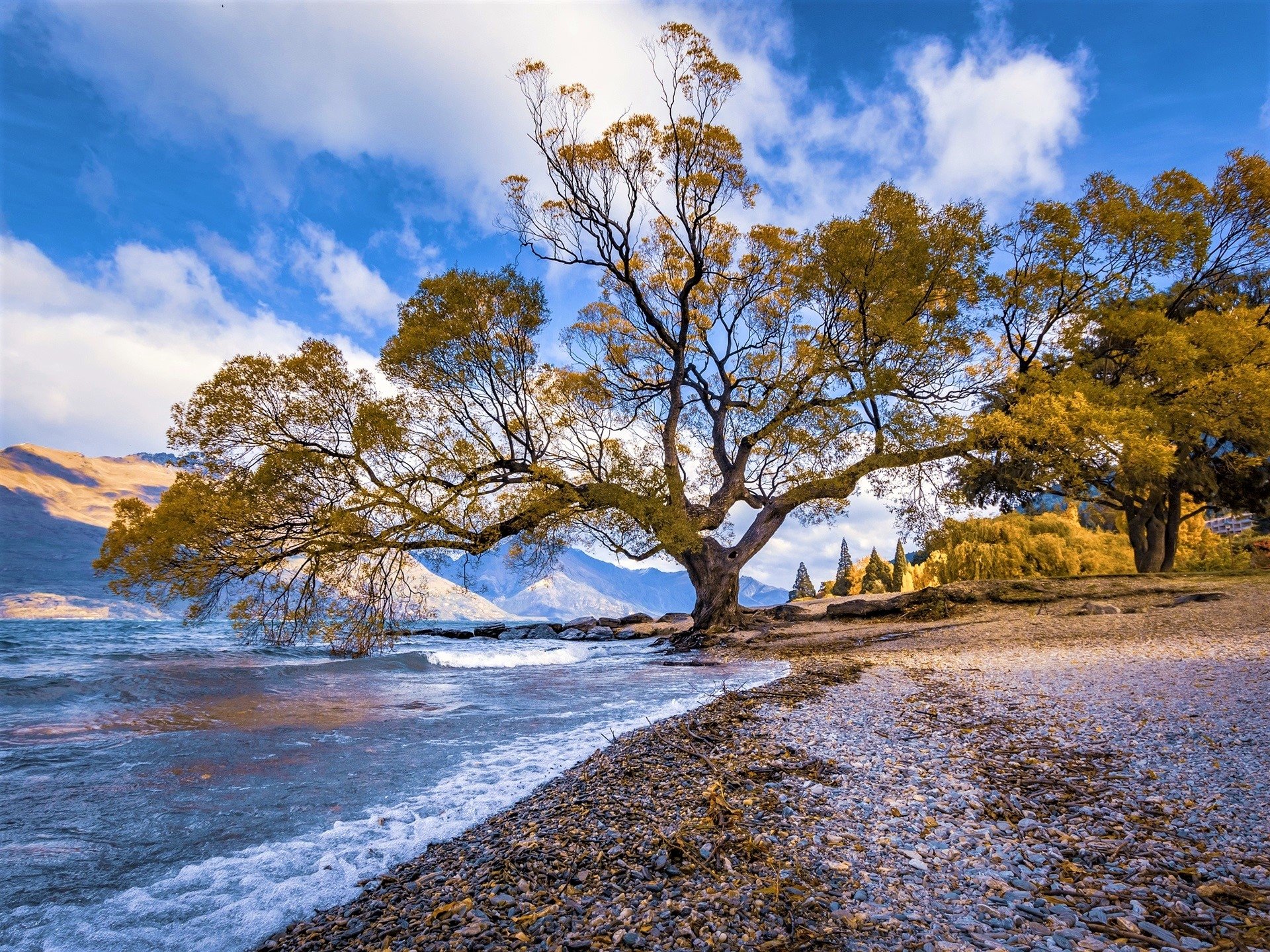 Autumn Tree on the Beach HD Wallpaper