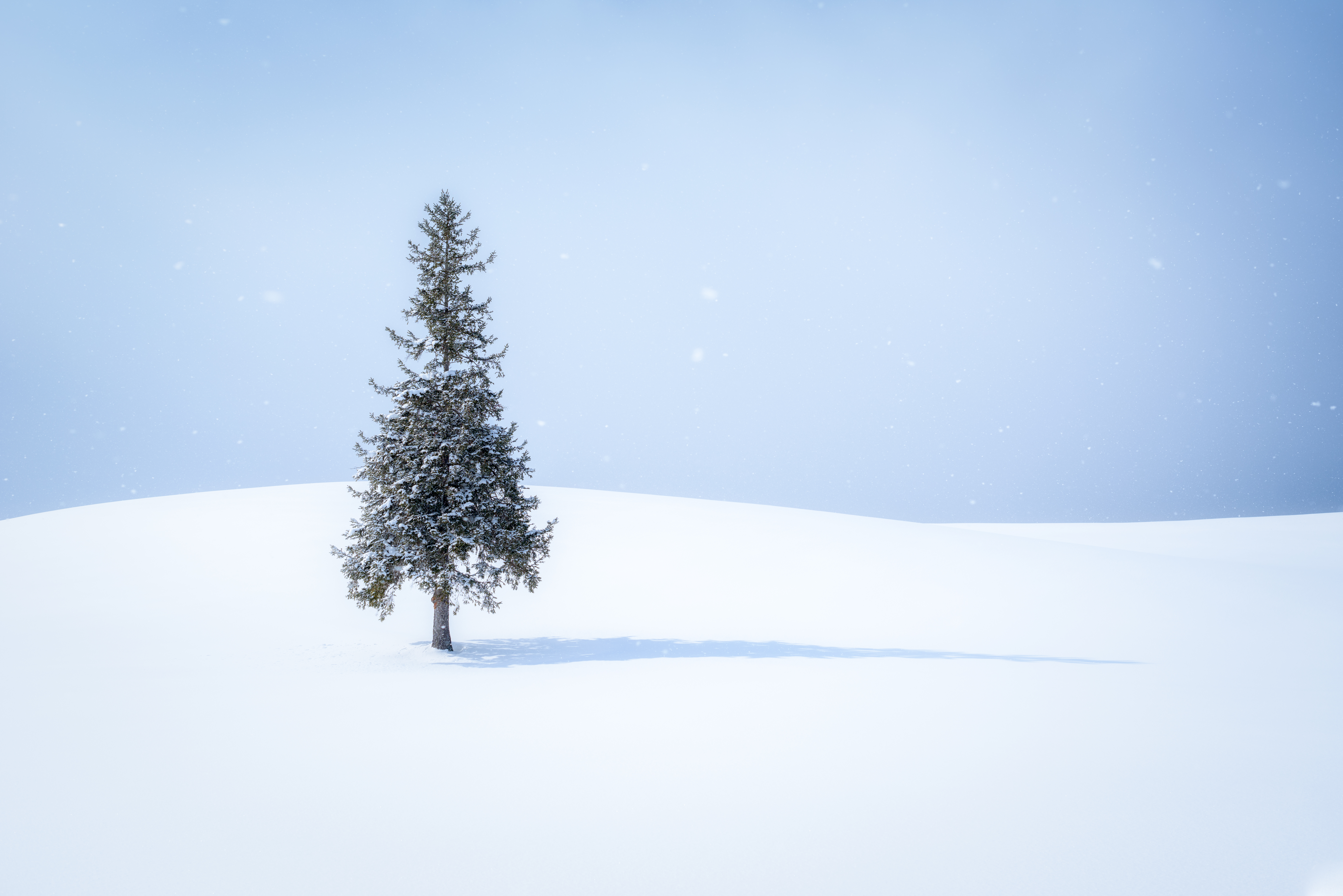 Wallpaper, blue, winter, white, snow, cold, tree, Japan, soft, hokkaido, christmastree, lonely, biei, lonelytree, fallingsnow 7360x4912