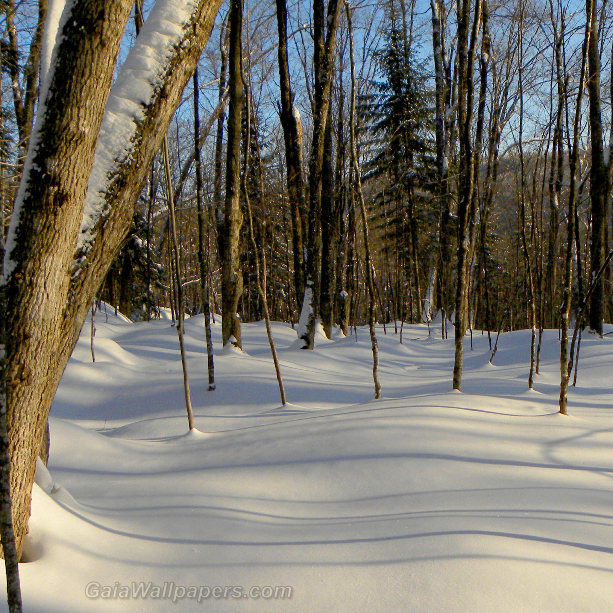 Soft snow in the winter forest wallpaper 2048x2048 Desktop Wallpaper