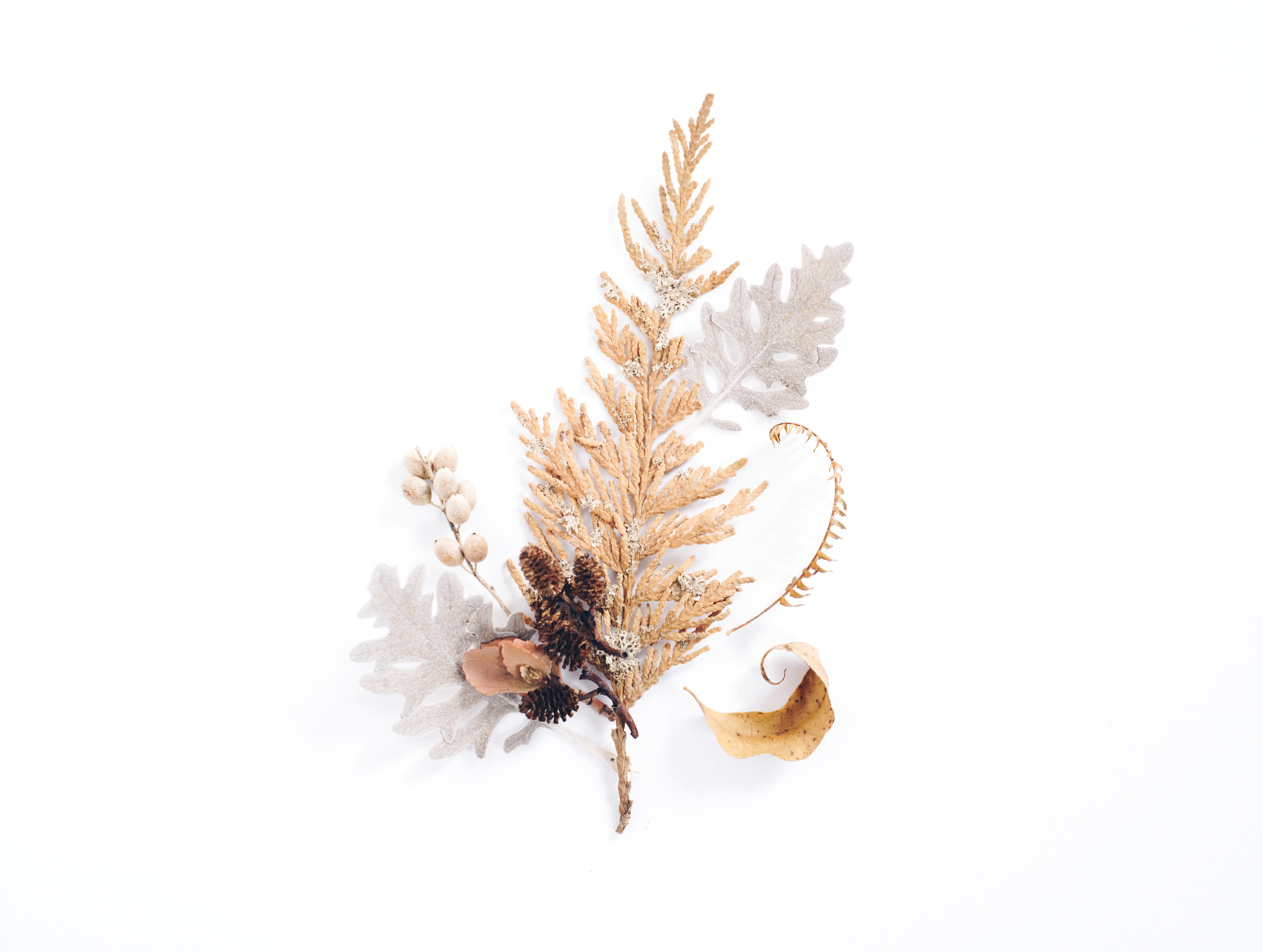 5328x4016 #dry, #display, #arrangement, #neutral, #leaves, #brown, #beige, #background, #Free image, #dried, #white, #nature, #plants, #tan, #collection, #seeds, #leaf, #soft, #winter, #texture, #beauty. Mocah HD Wallpaper