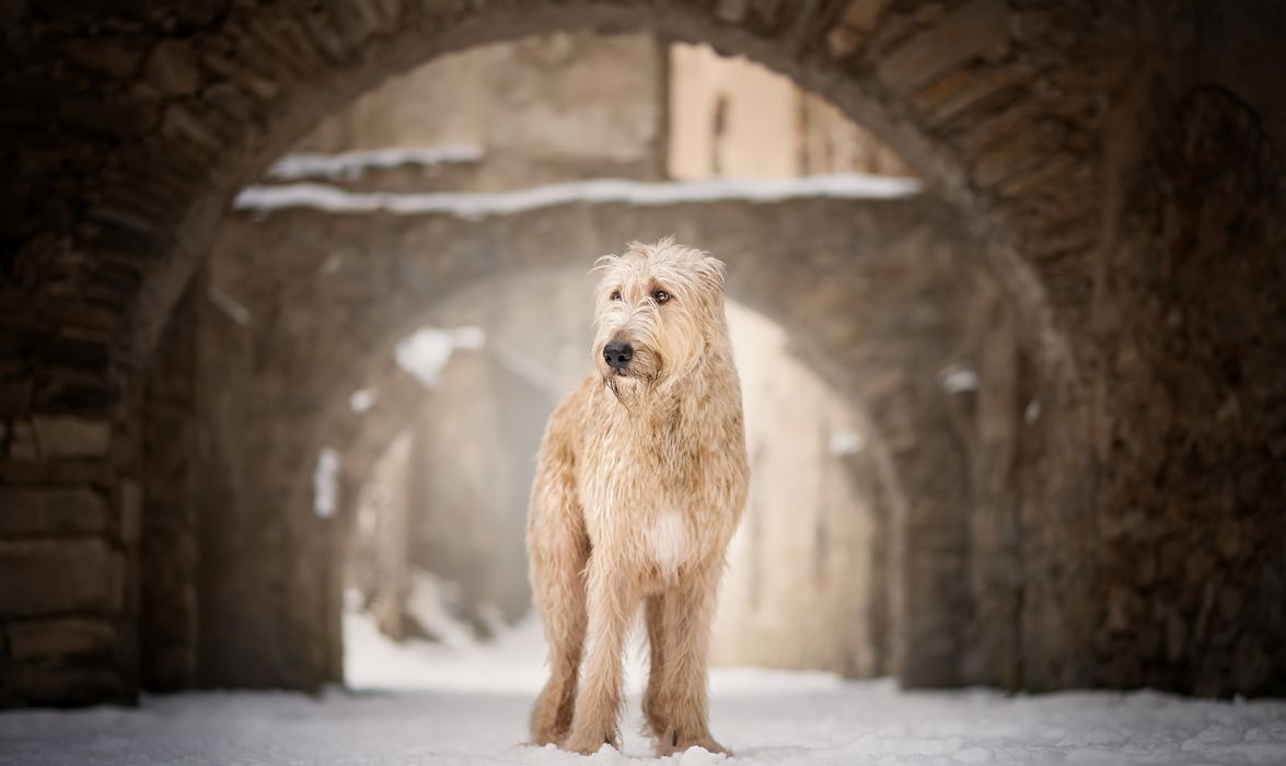 Dog Pet Soft Coated Wheaten Terrier Winter Wallpaperx1220