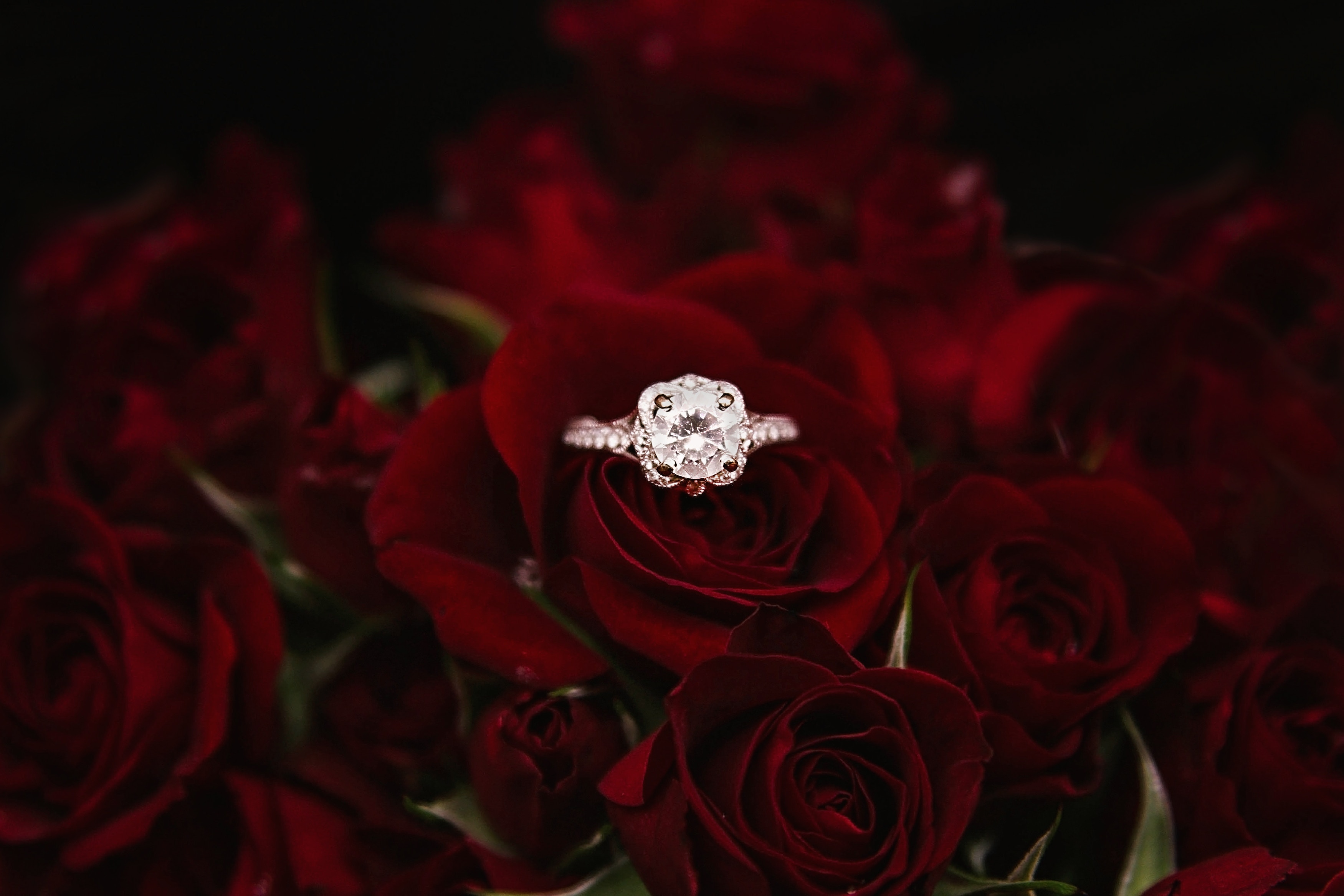 3501x2334 #rose, #wedding, #sparkle, #jewellery, #engagement ring, #love, #flower, #relationship, #Free picture, #wedding photography, #bride, #engagement, #ring, #floral, #marriage, #romance, #happy, #proposal, #couple, #red rose, #diamond