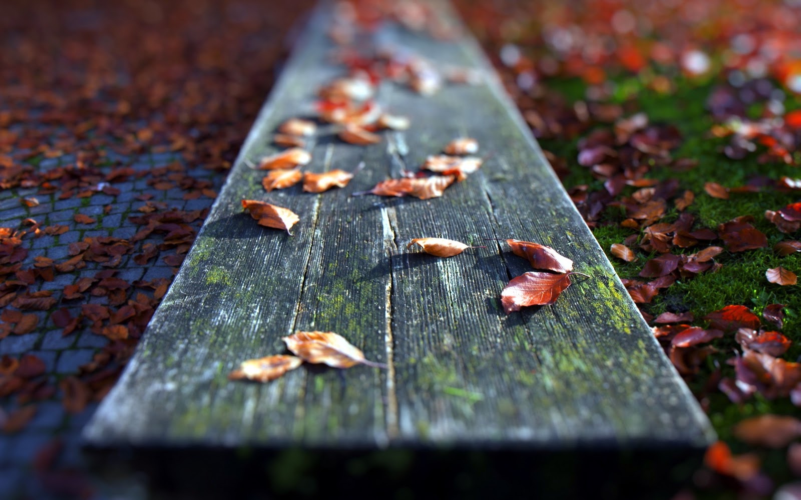 Fall Leaves On Bench Wallpapers