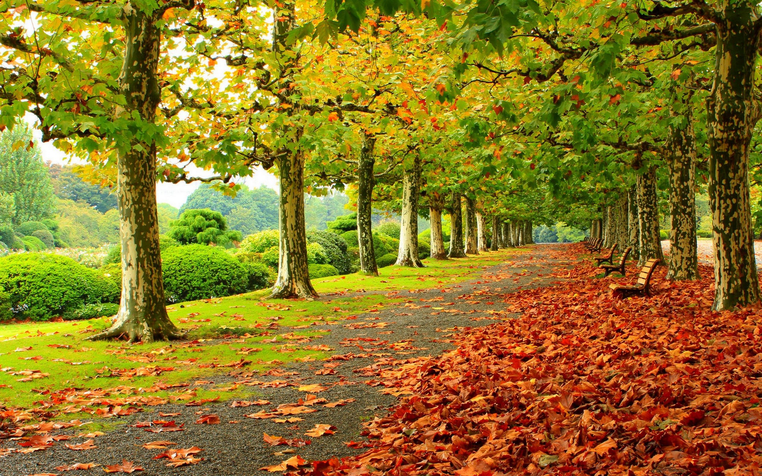 Autumn Fall Deciduous Trees Park Fallen Red Leaves Wooden Benches Road Wallpaper HD 2560x1600, Wallpaper13.com