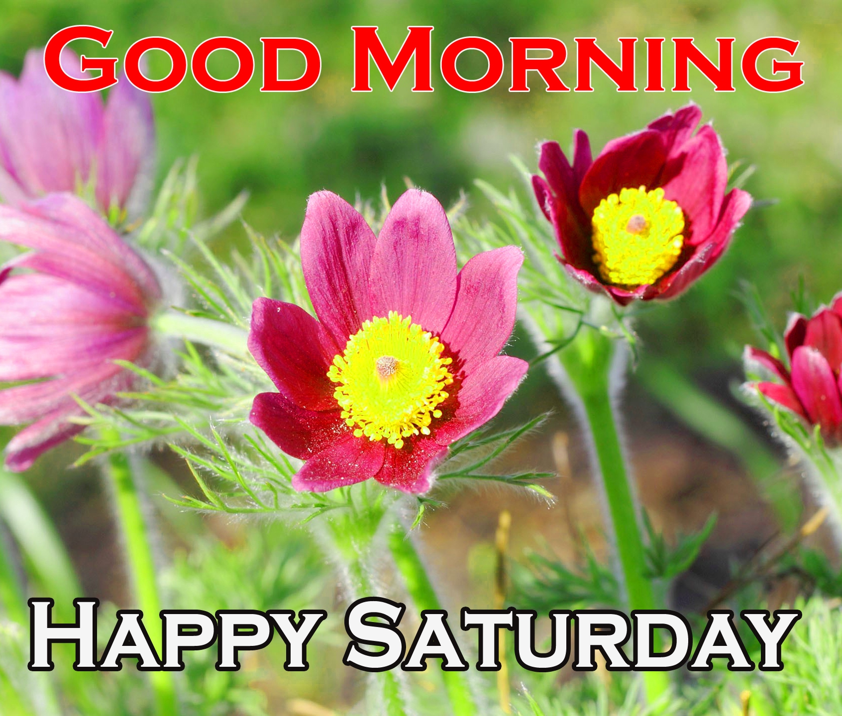 Saturday Good Morning Image Pics Download