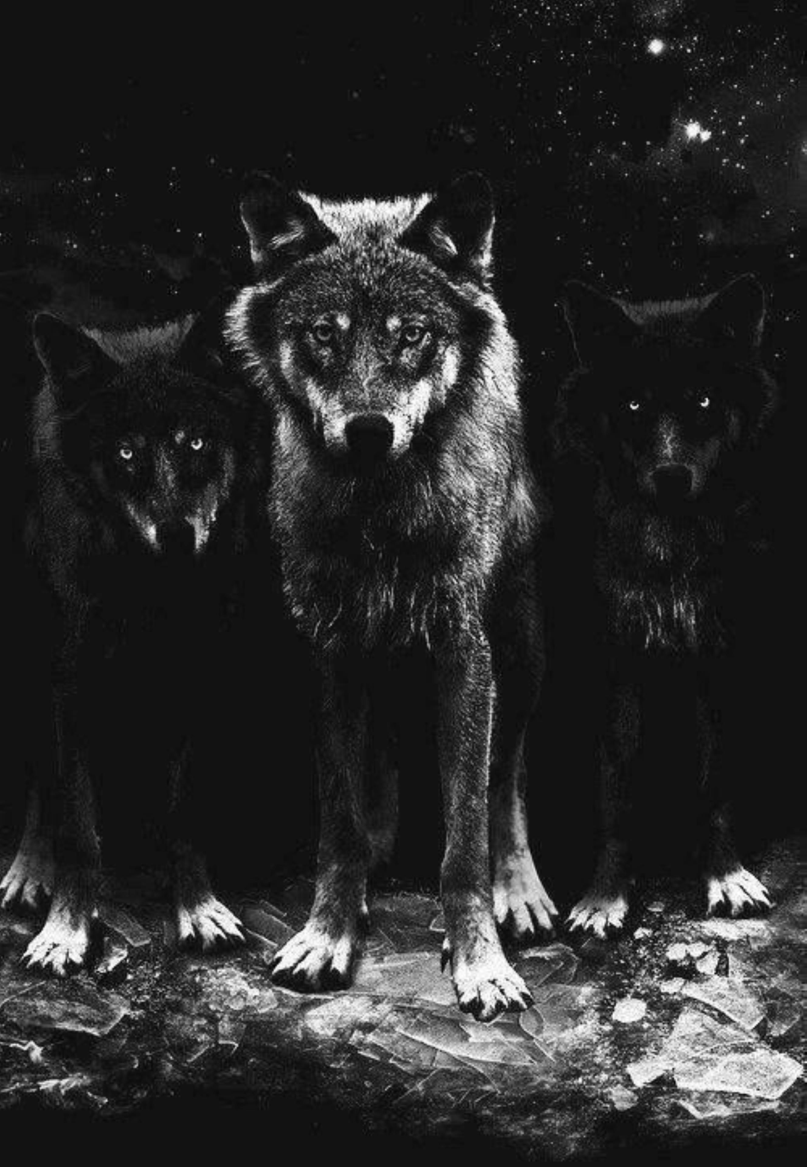 AMOLED Animal Wallpaper. Wolf dog, Beautiful wolves, Wolf spirit