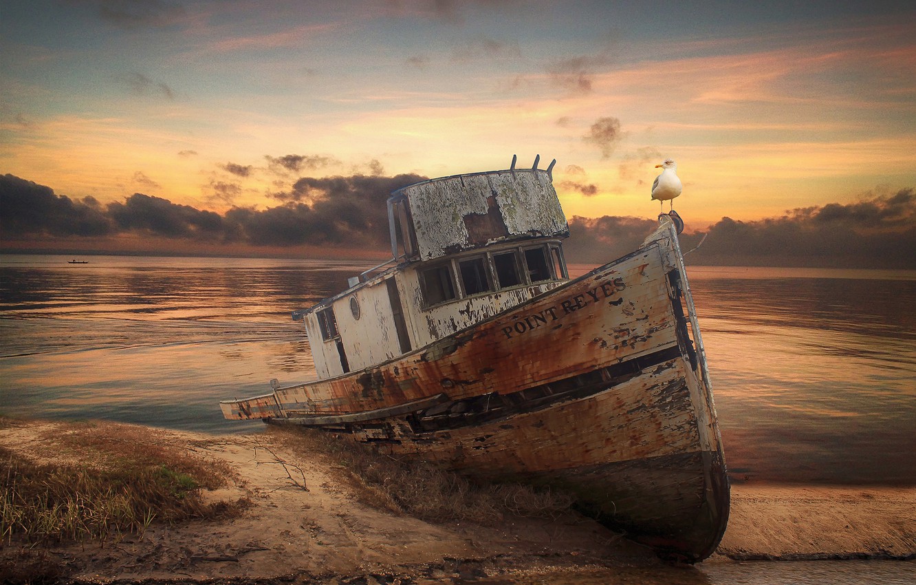 Wallpaper sunset, bird, shore, boat, Seagull, boat, pond, old, sunken image for desktop, section рендеринг