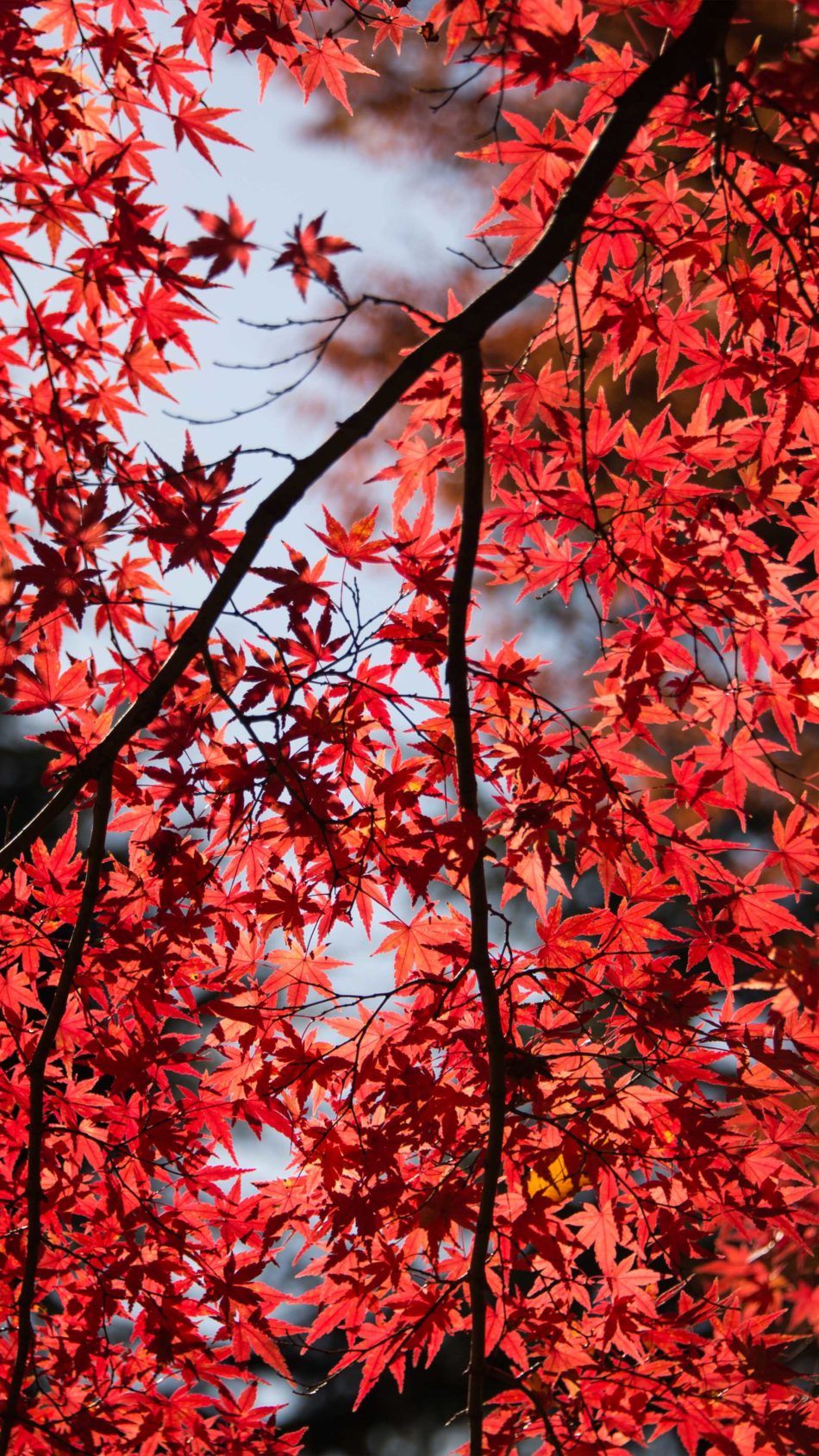 Red Maple Tree Leaves 4K Ultra HD Mobile Wallpaper. Red maple tree, Red maple tree leaf, Tree HD wallpaper