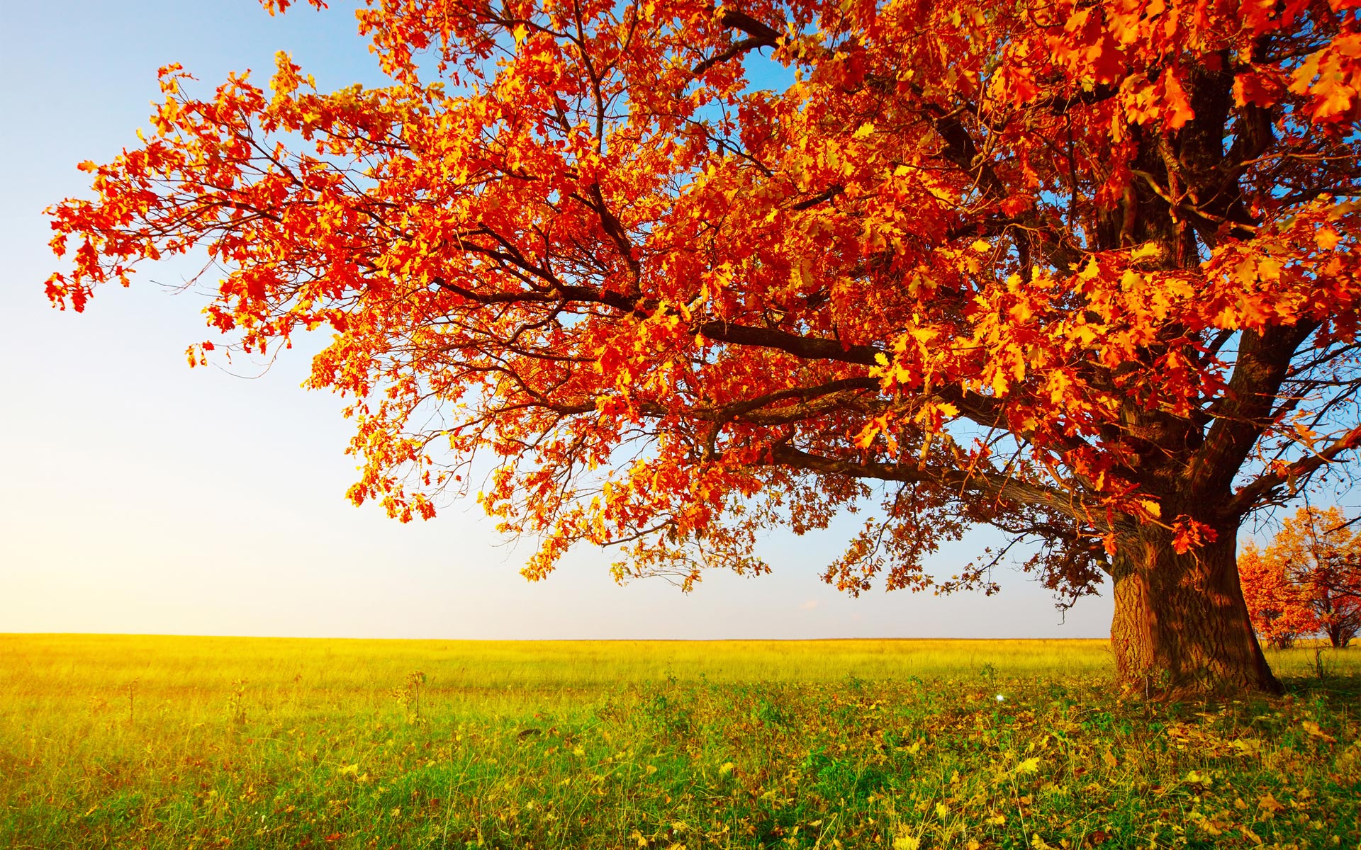 Autumn Tree Wallpaper
