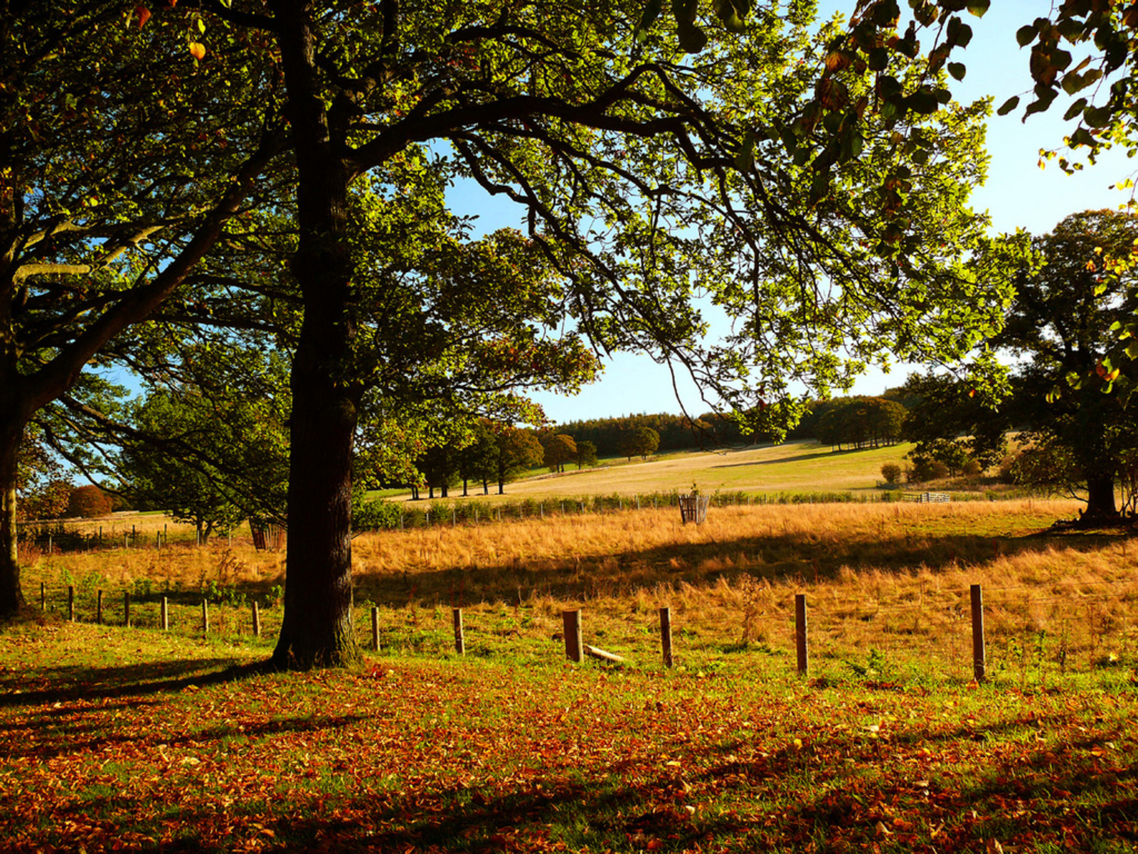 Autumn Oak Tree Wallpapers - Wallpaper Cave