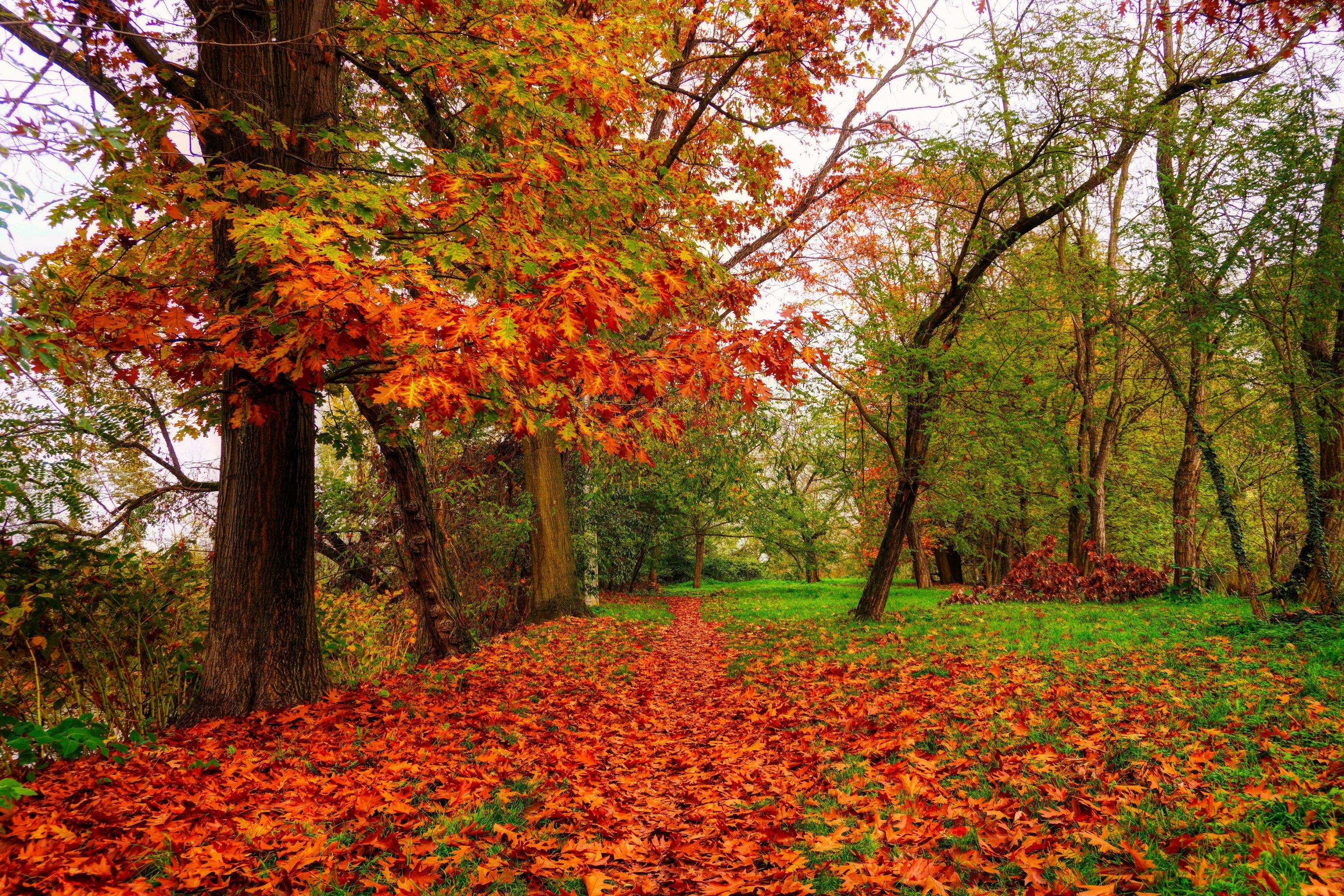 Picture Leaf Oak Autumn Nature Trees 3000x2000