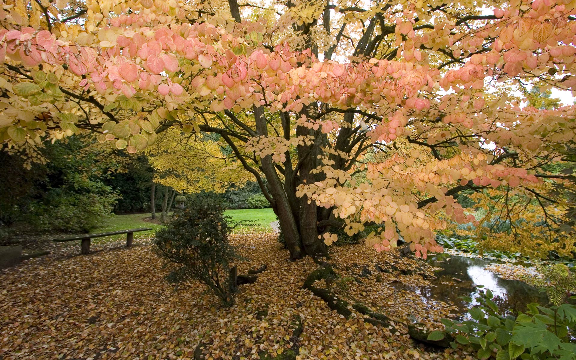 Autumn Oak Tree Wallpapers - Wallpaper Cave