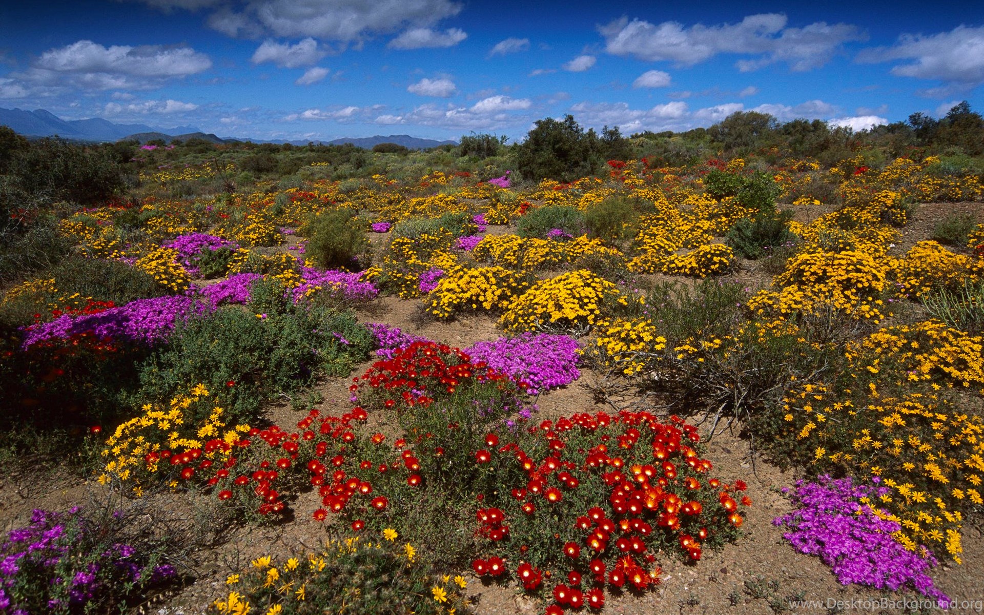Abstract Colorful Blooms Little Karoo South Africa Landscape High. Desktop Background