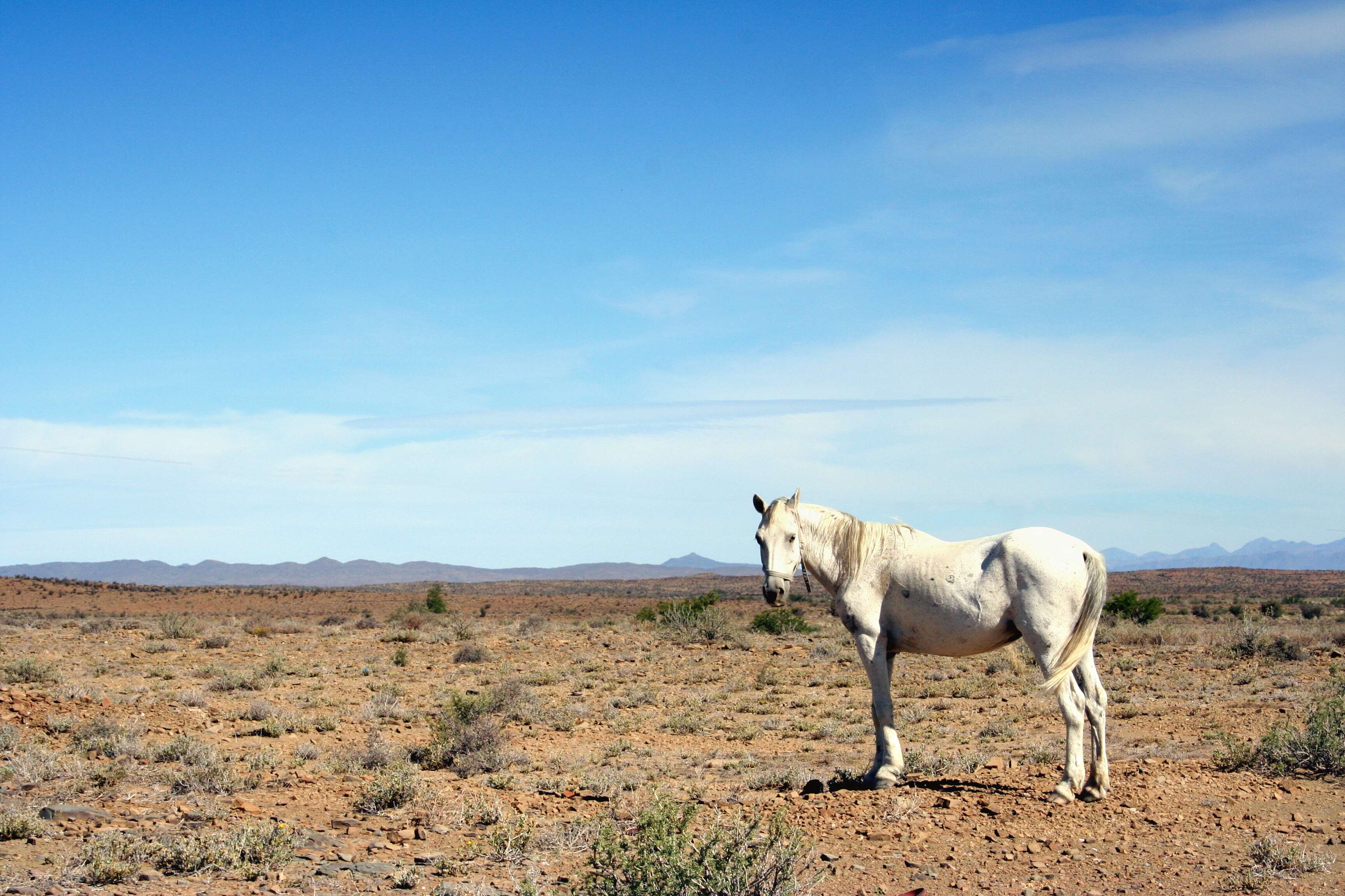 arid, cape, horse, karoo, south africa, thirst, white wallpaper