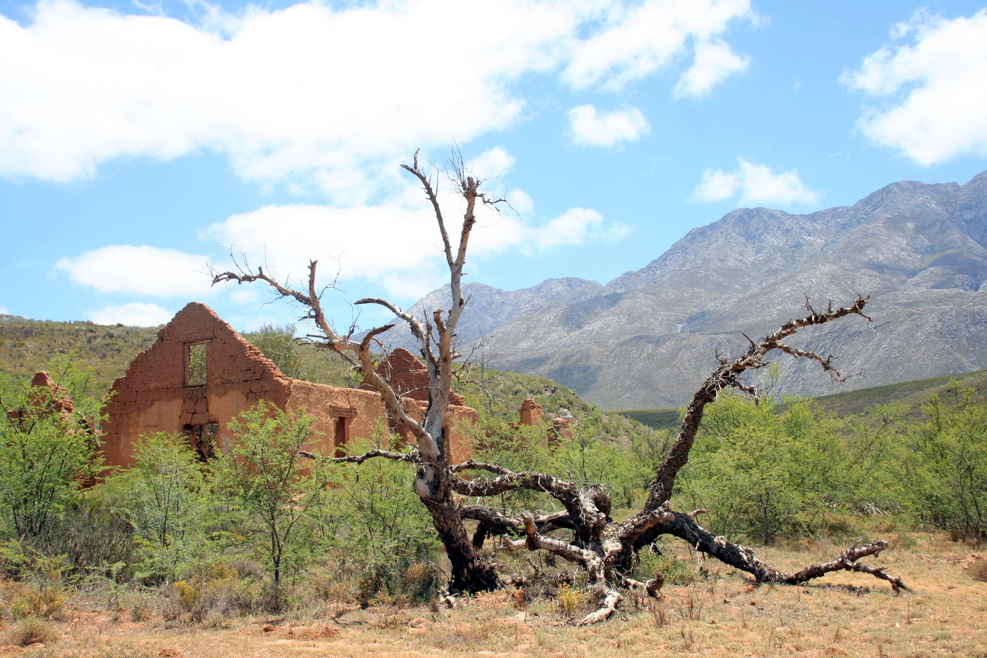 broken, deserted, karoo, ruin, scorched, south africa, tree, western cape wallpaper