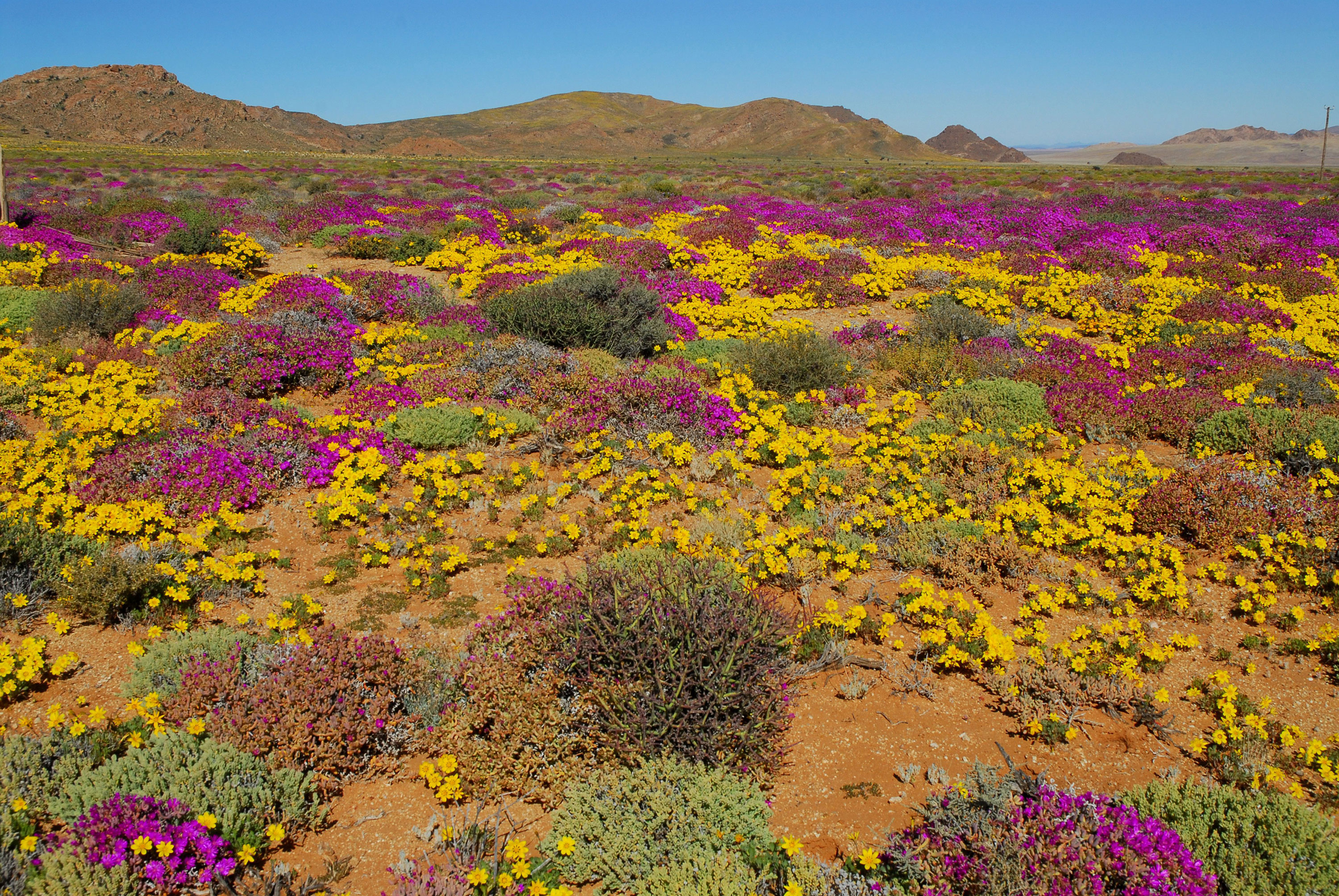 The Succulent Karoo in picture, A desert blooming with color