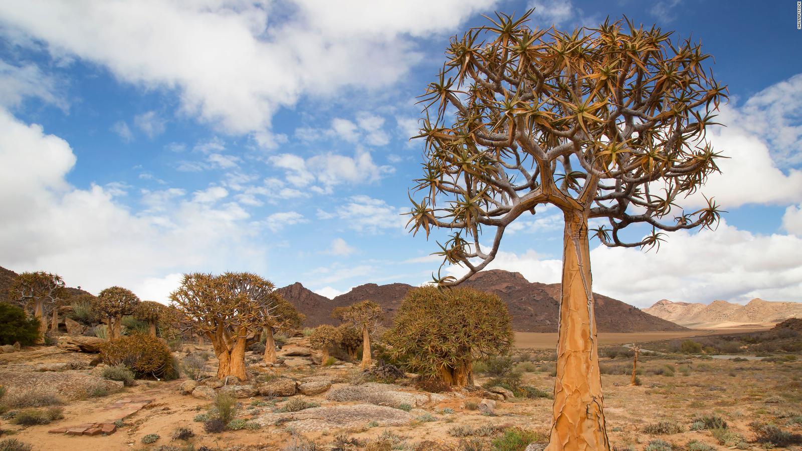 The Succulent Karoo in picture, A desert blooming with color