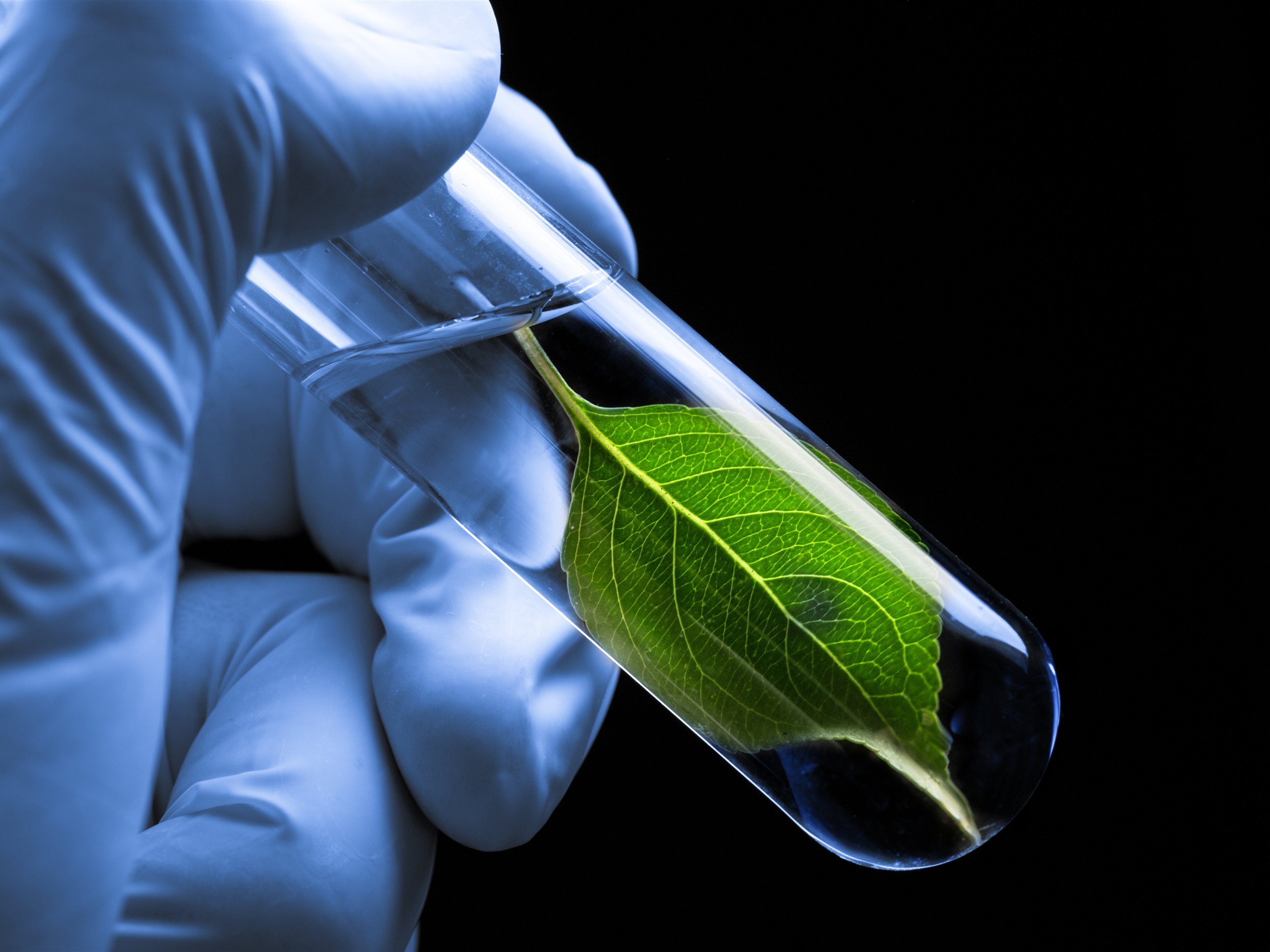 Wallpaper Test tube, green leaf, gloves 3840x2160 UHD 4K Picture, Image