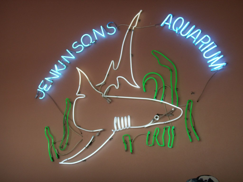 Neon Shark. Jenkinson's Aquarium Jenkinsons Family Boardwal