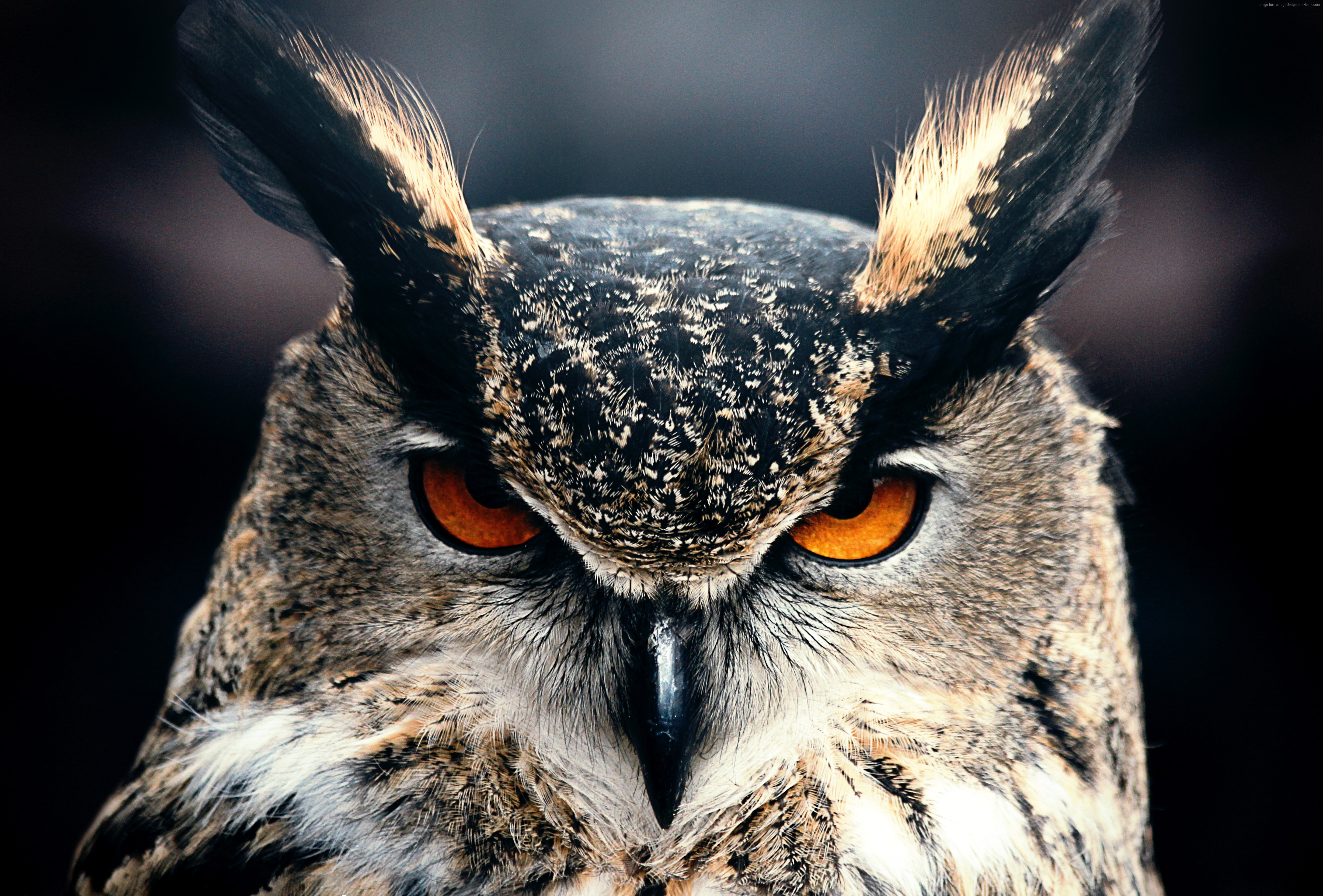 Owl Closeup 4k, HD Birds, 4k Wallpaper, Image, Background, Photo and Picture