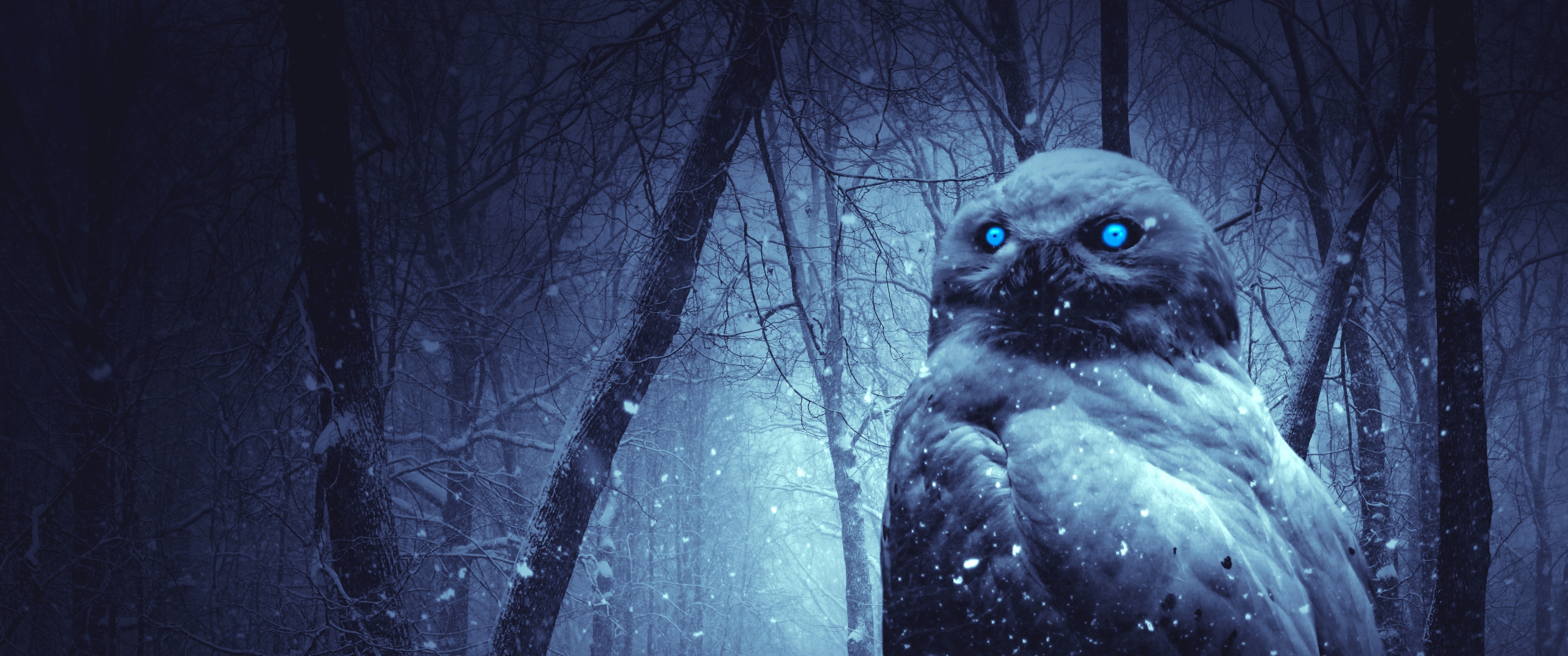Owl Wallpaper 4K, Forest, Winter, Dark, Night, Blue eyes, Scary, Animals