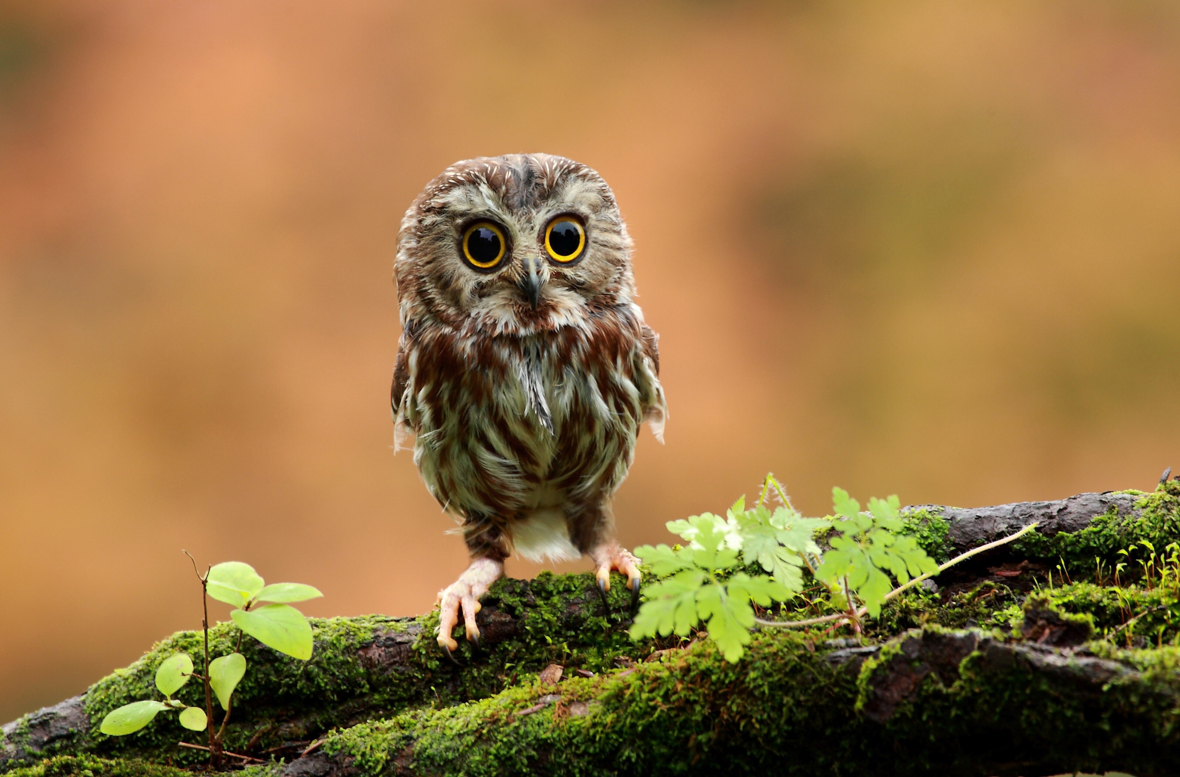 owl 4k wallpaper ultra HD HD wallpaper, Background