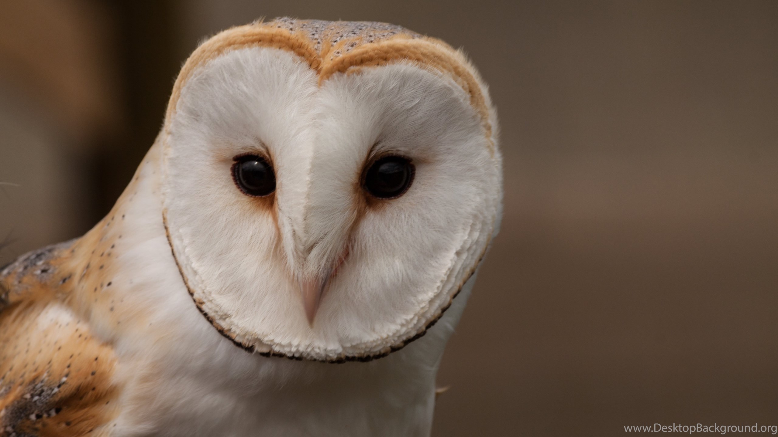 Barn Owl Uhd Wallpaper Ultra High Definition Wallpaper 4k. Desktop Background