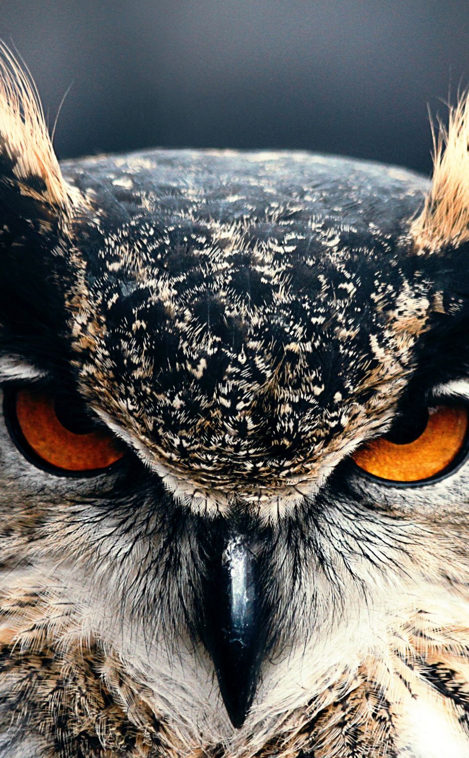 Owl Phone Wallpaper Free Owl