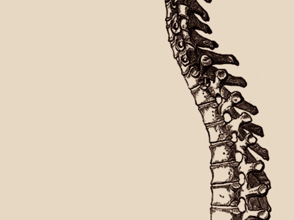 Download Anatomical Spine Wallpaper 1024x768