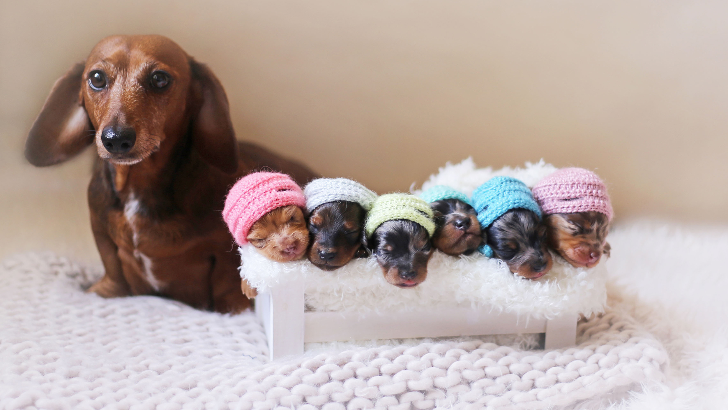 newborn puppies fetch smiles in photo shoot with mom: See the pics!